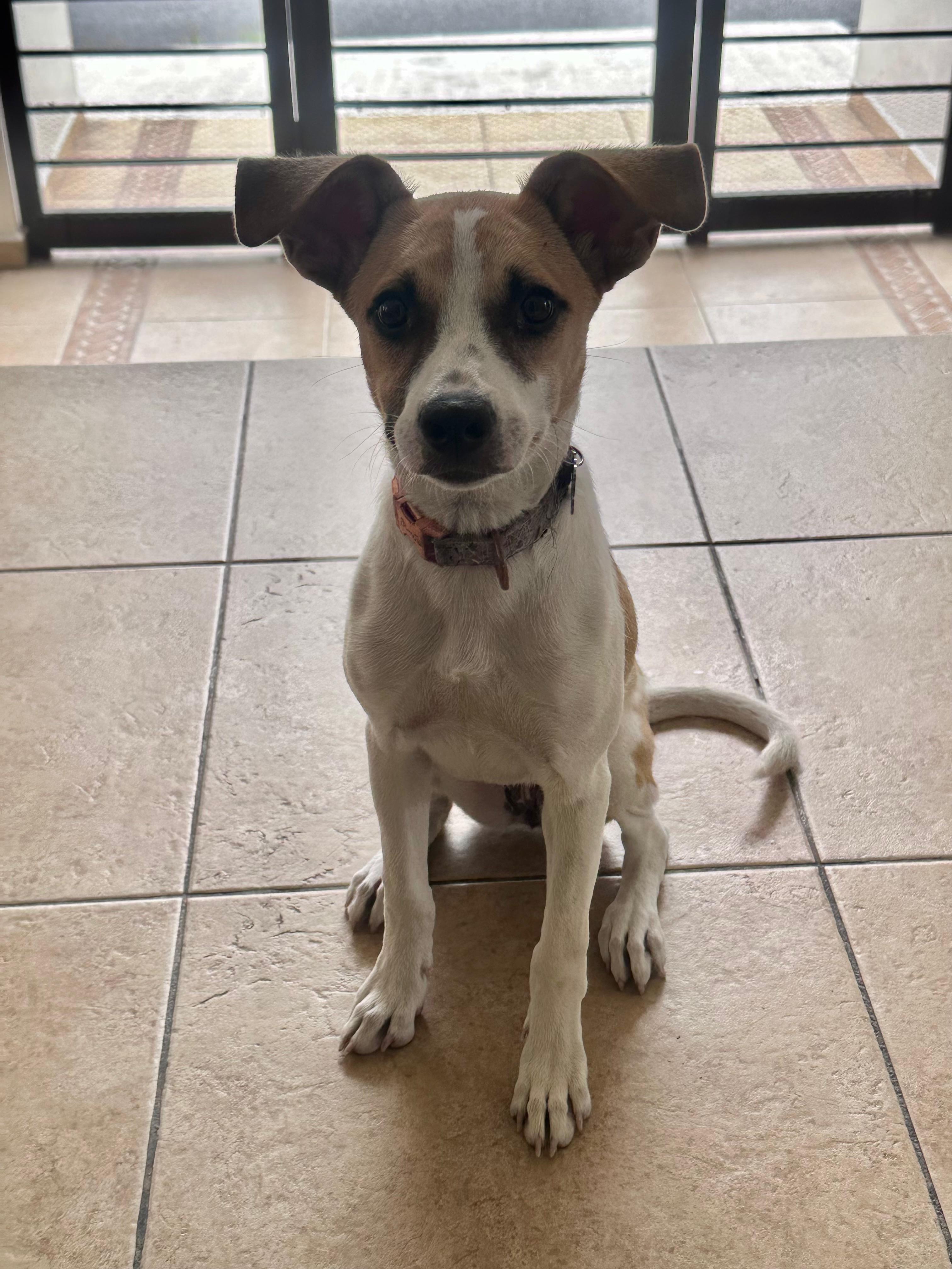 Foto de Maya con microchip 990000012837359