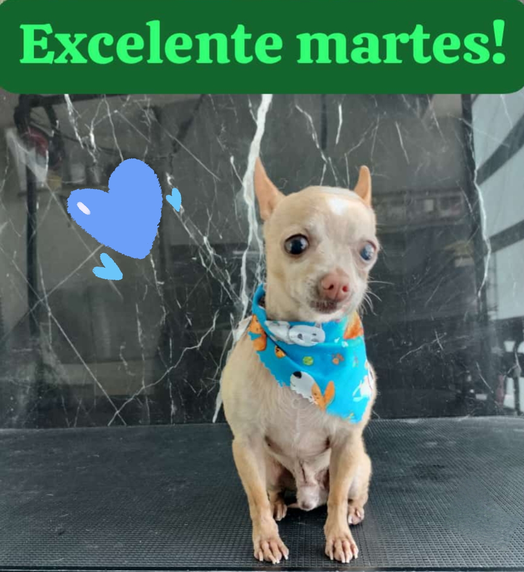 Foto de Niu con microchip 990000012841959