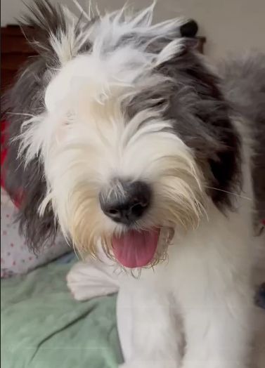 Foto de Pixie con microchip 990000012834489