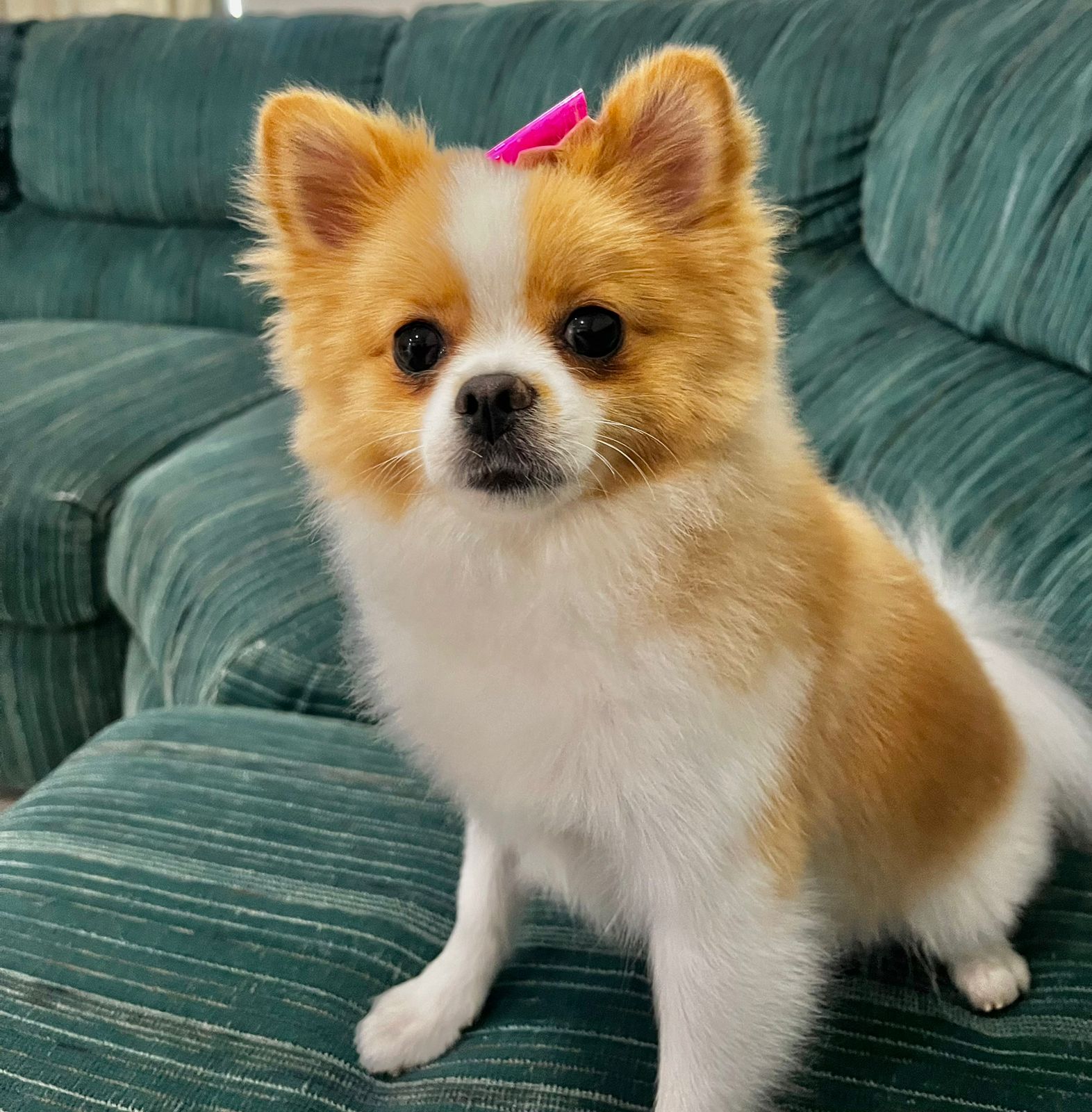 Foto de Petra con microchip 990000012841226