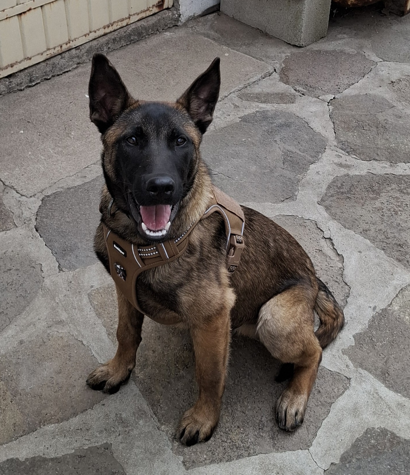 Foto de Máximo con microchip 990000012832723