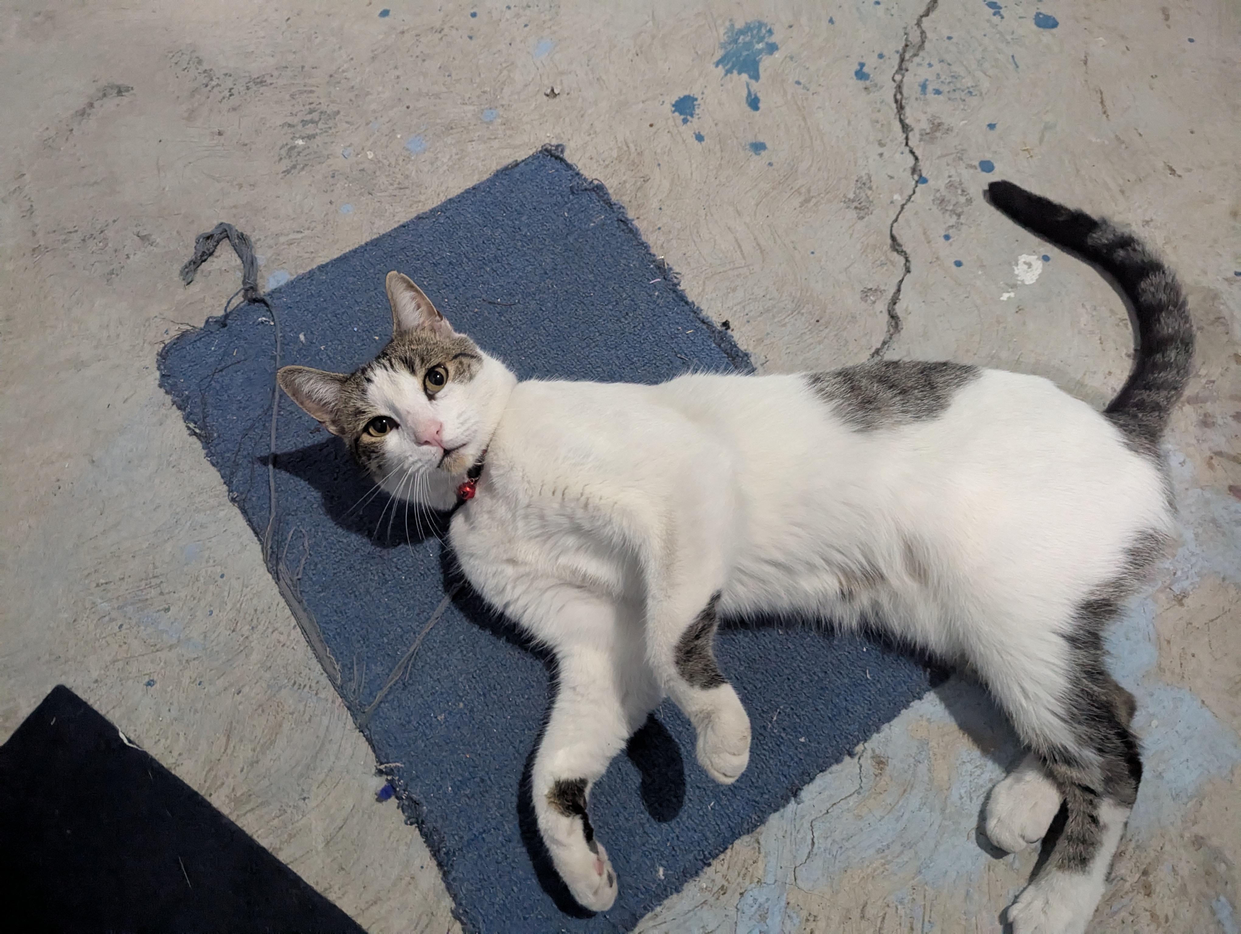 Foto de Mochis con microchip 990000012833687
