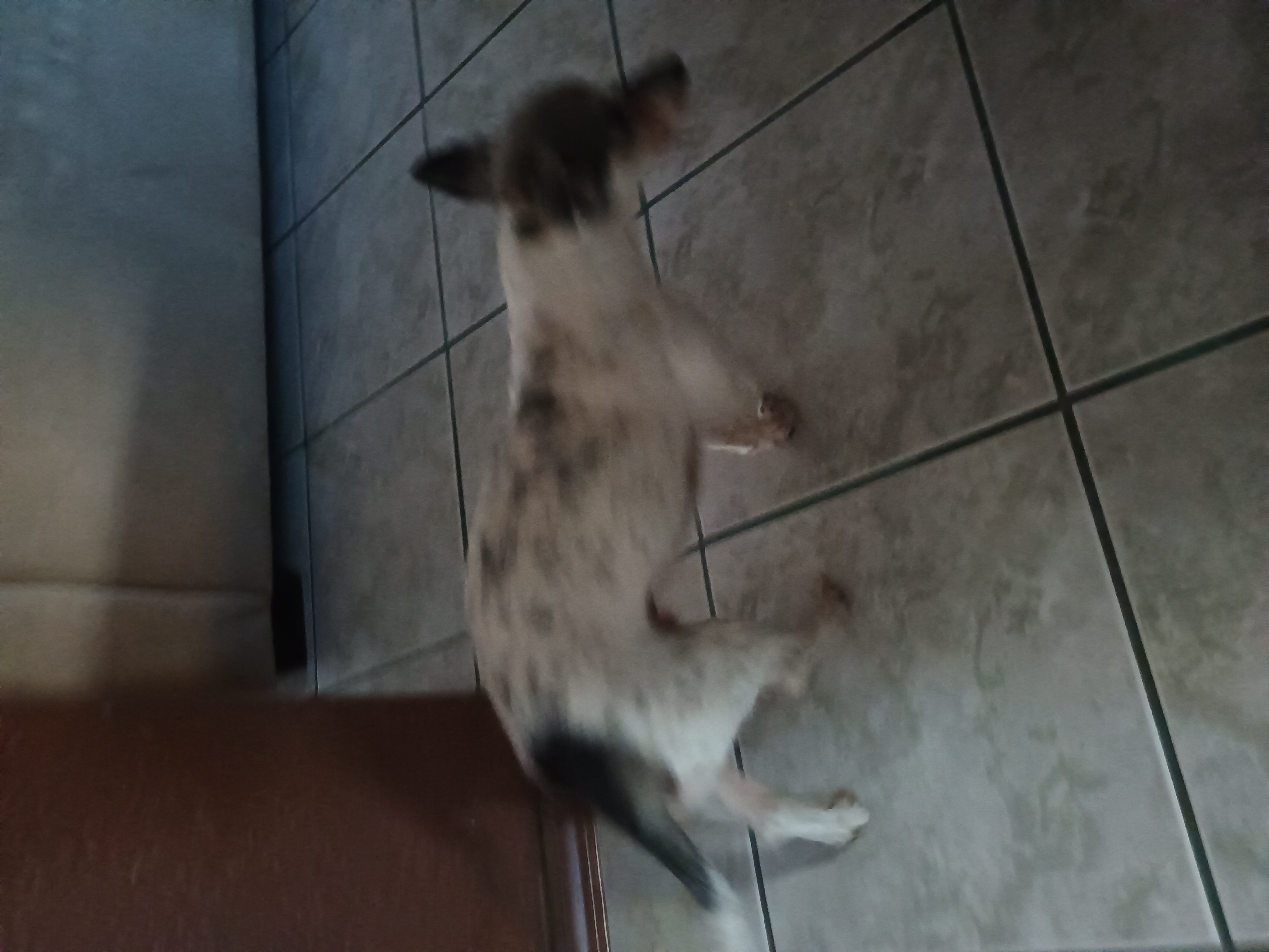 Foto de Peque con microchip 990000012837705