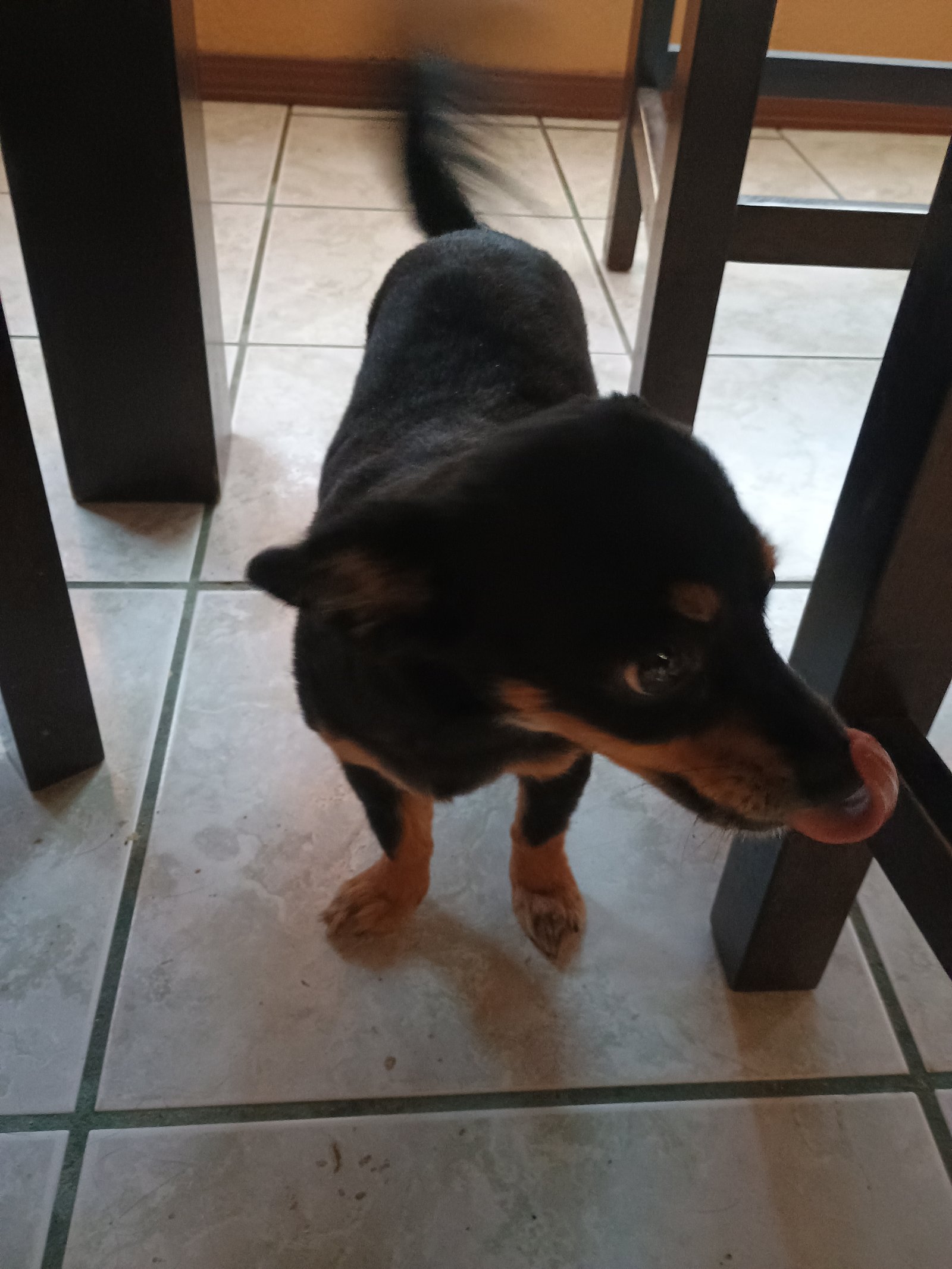 Foto de Merlina con microchip 990000012837501