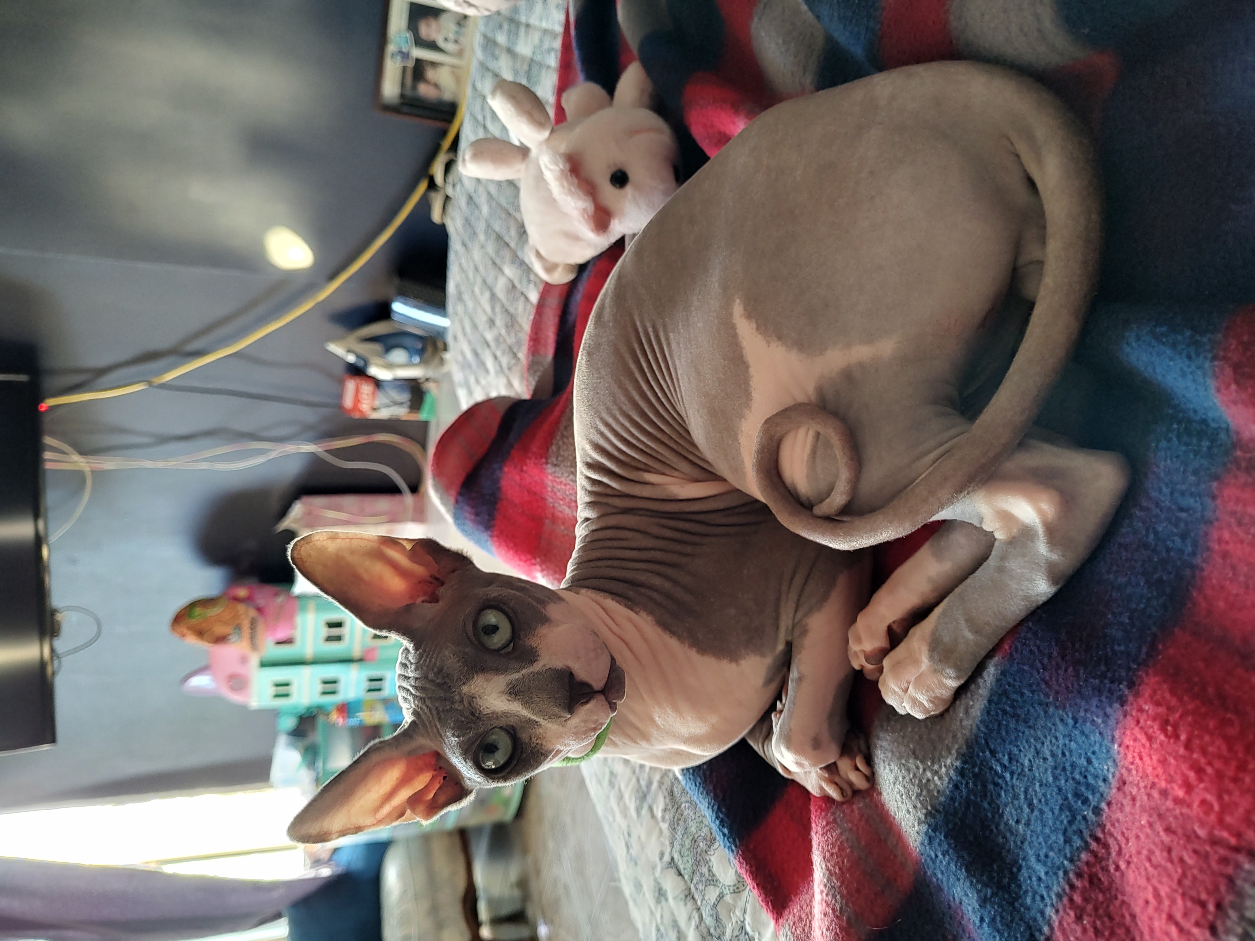 Foto de Pisco con microchip 900263002318229