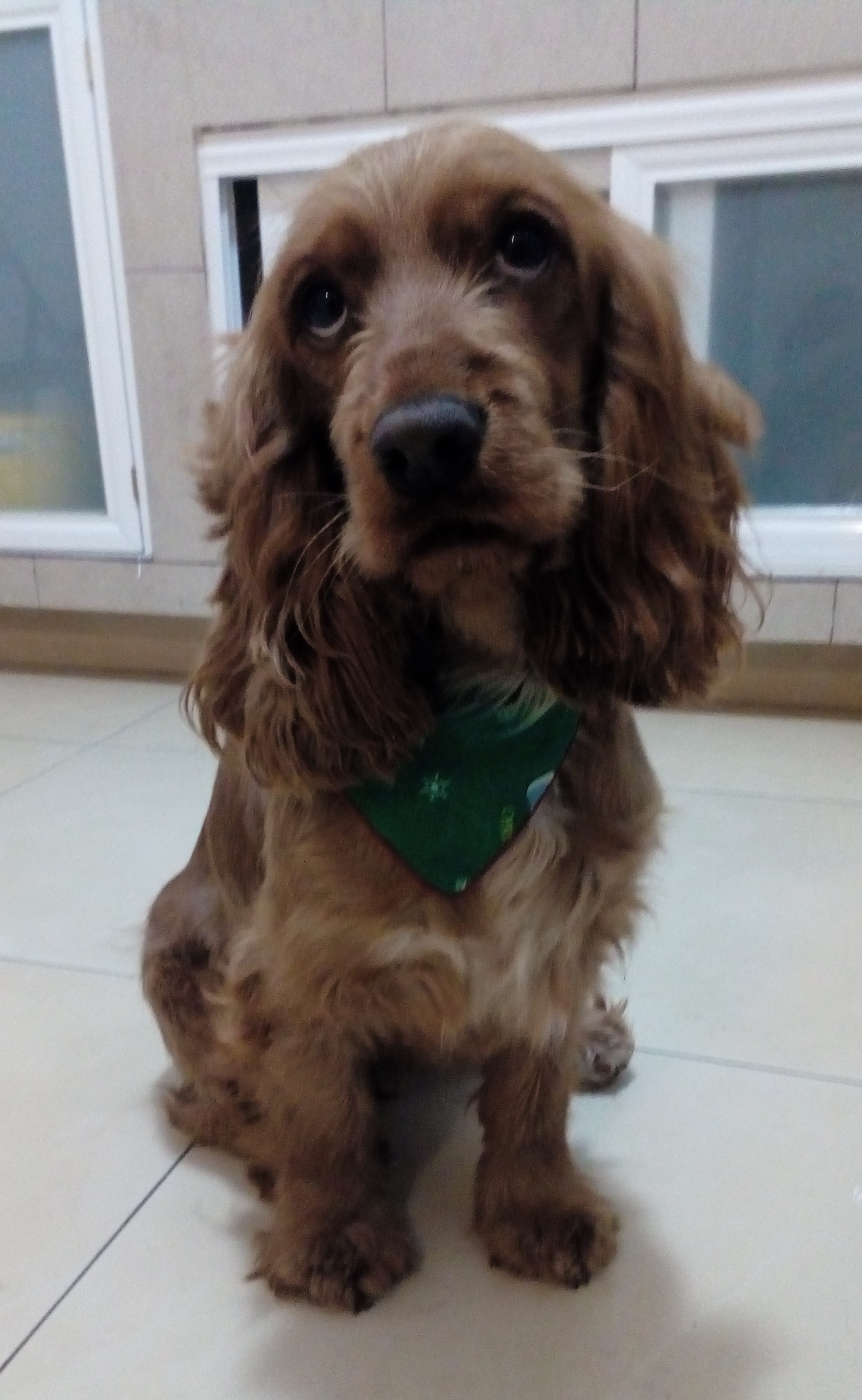 Foto de Kya con microchip 990000014164803