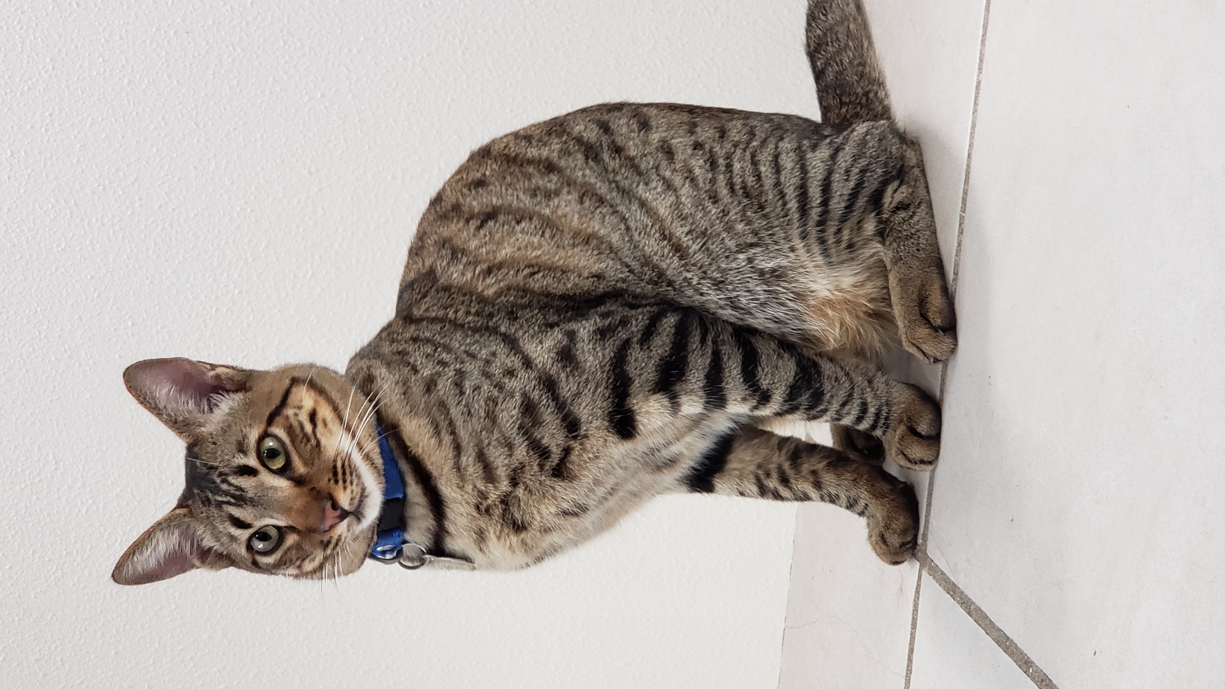 Foto de Orion con microchip 990000014164990