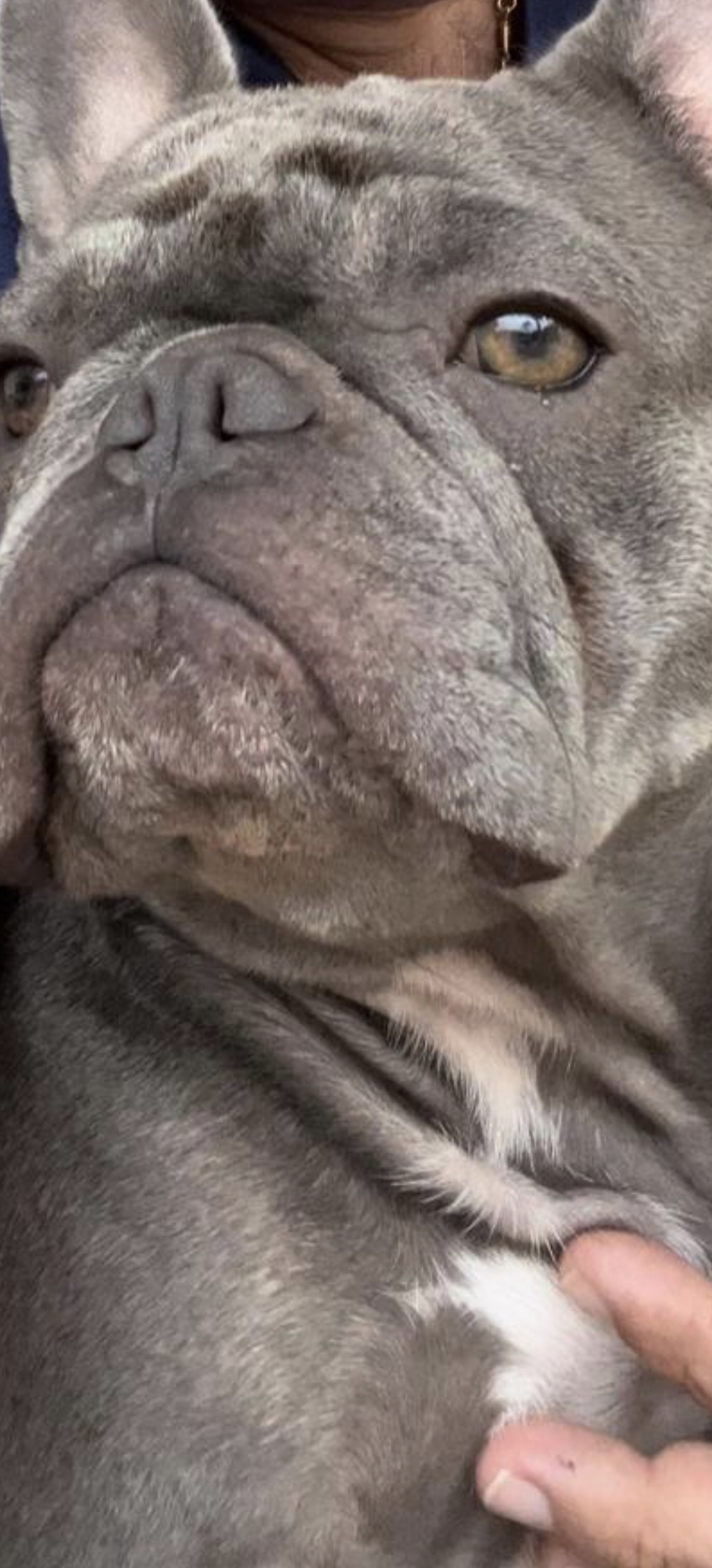 Foto de Luna con microchip 990000012838604