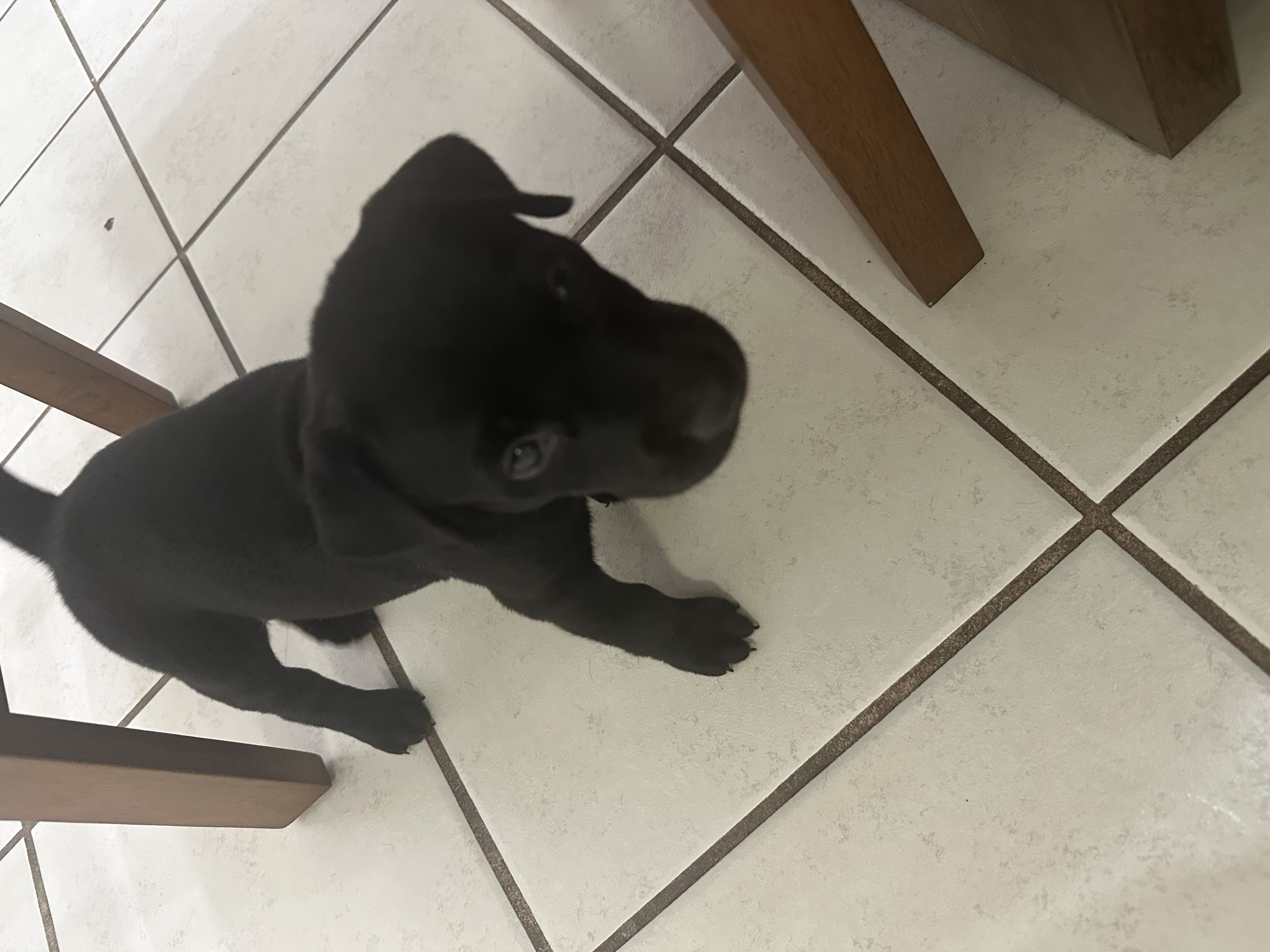 Foto de Kira con microchip 990000012842123