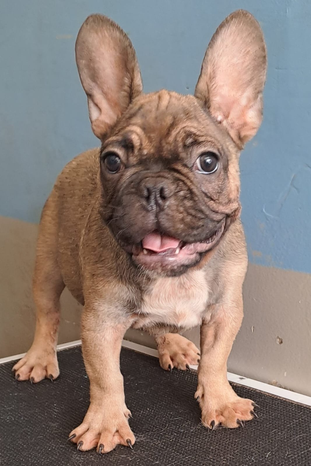 Foto de BRUNO TOTOPO con microchip 990000012841378