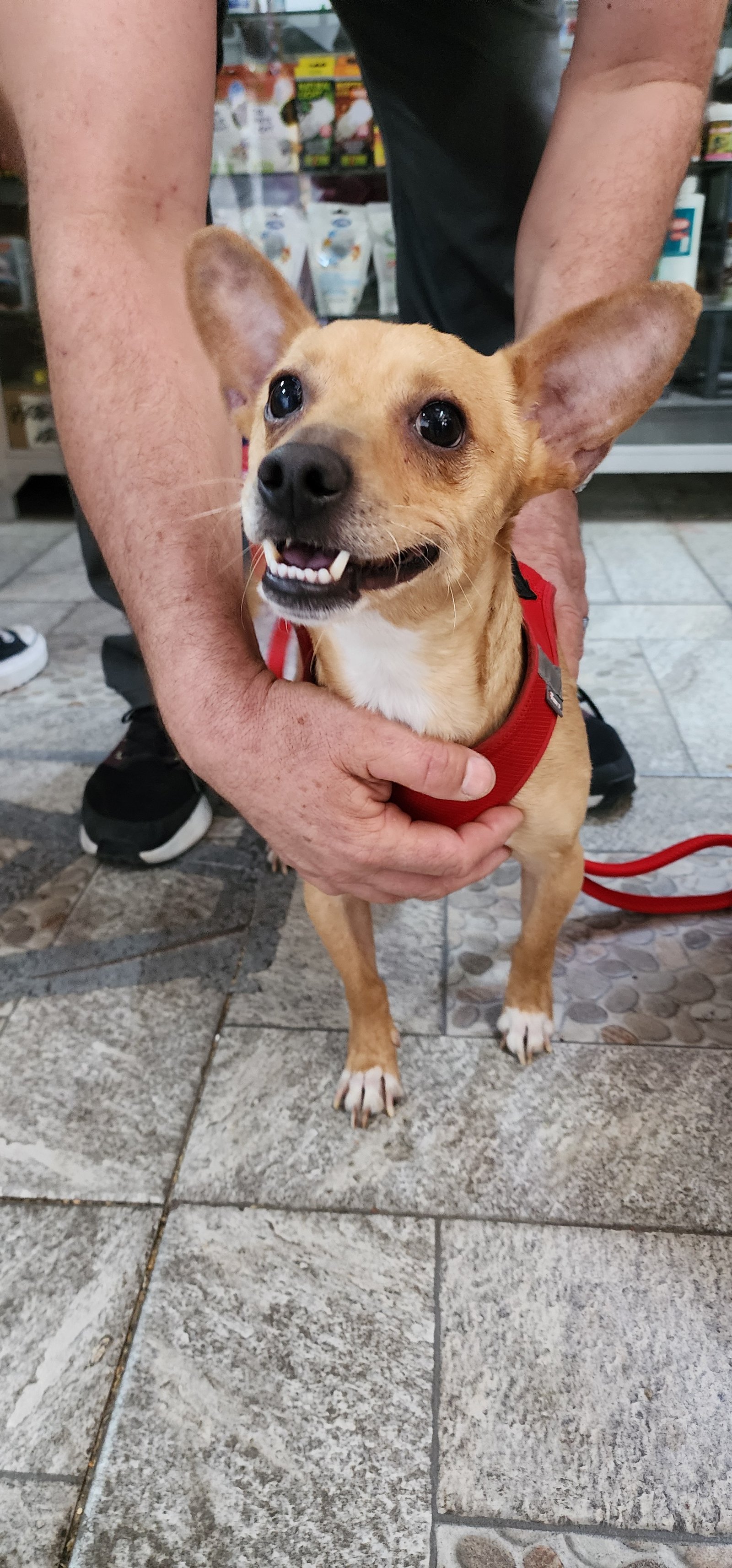 Foto de CANELO con microchip 990000012843353