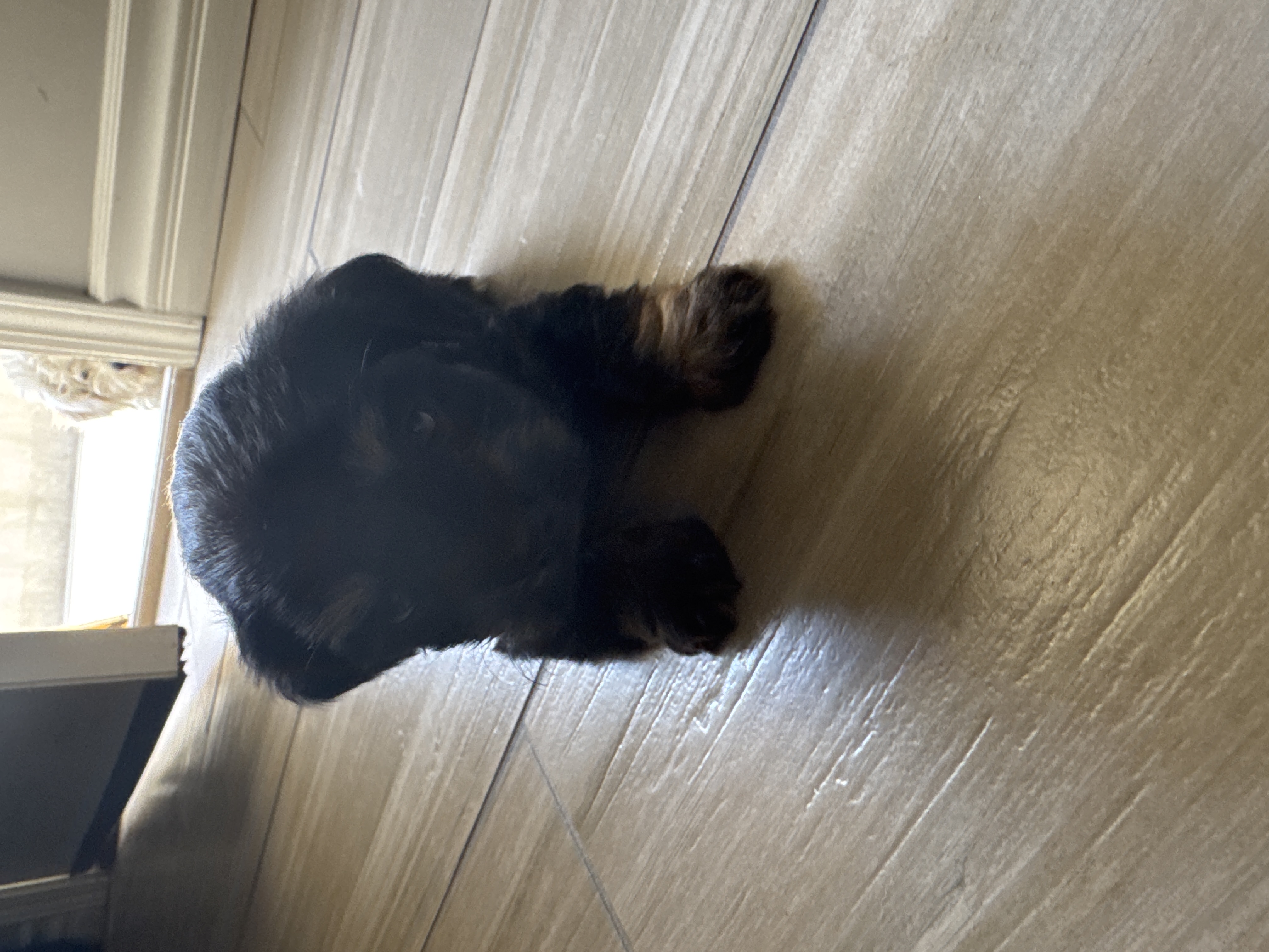 Foto de Tinie con microchip 990000012823279