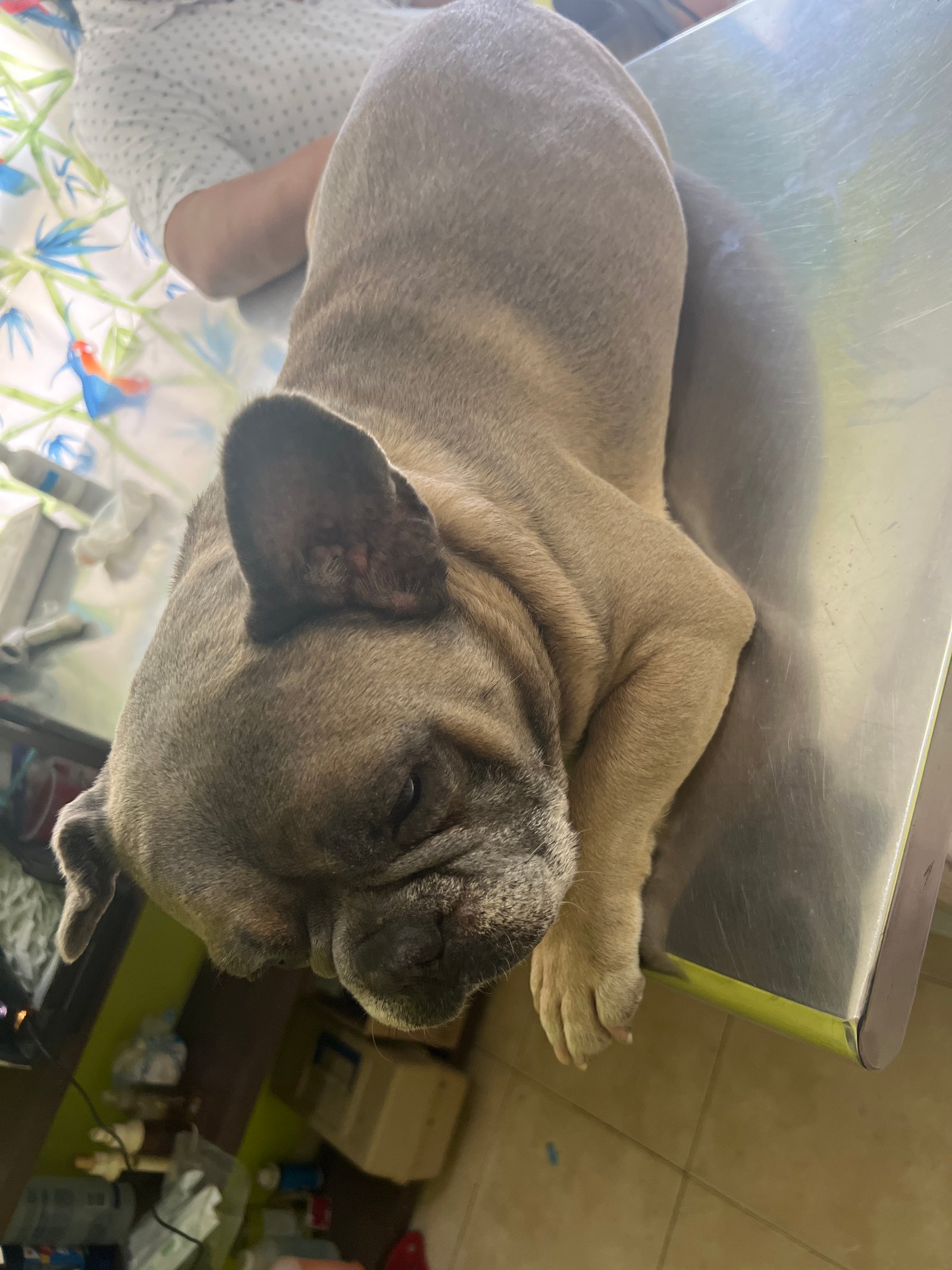 Foto de Monster con microchip 991001001197926