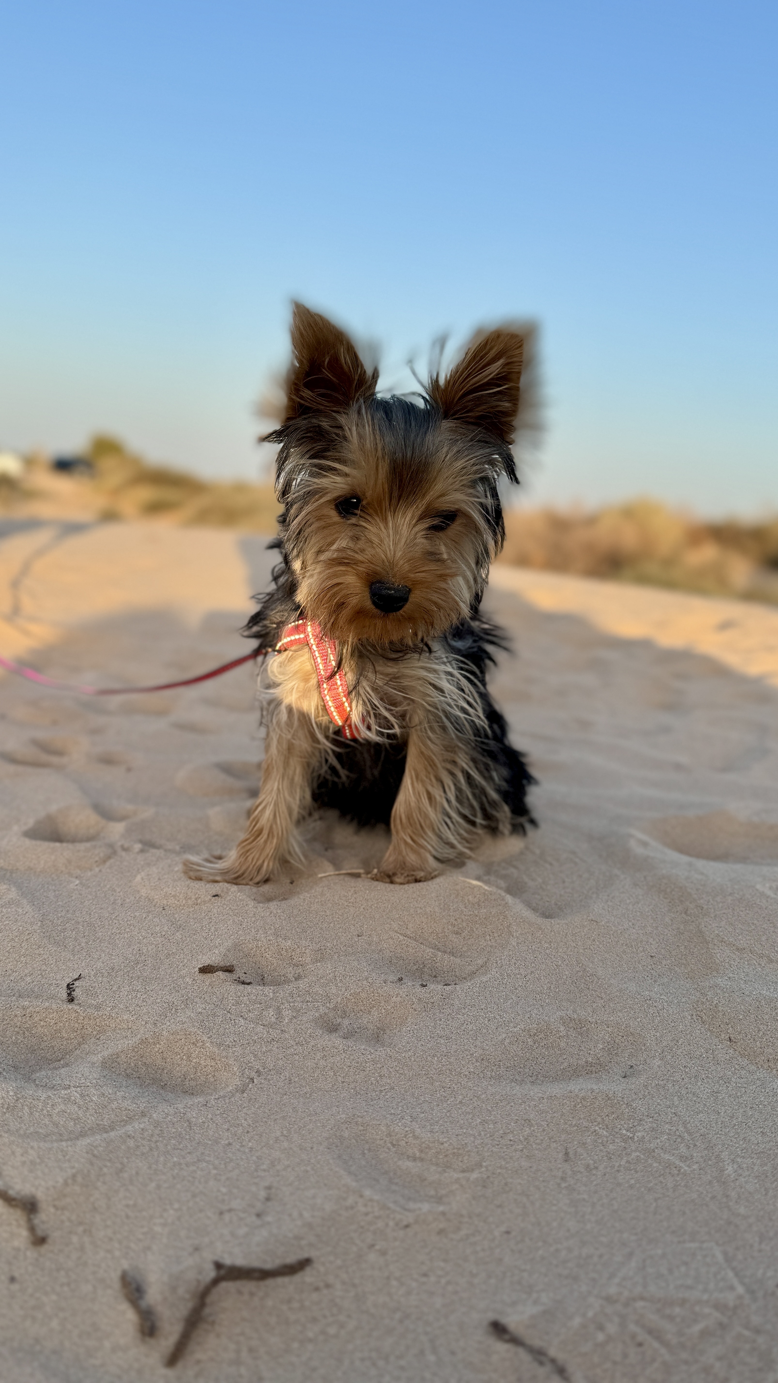 Foto de Coyotita con microchip 990000012834742