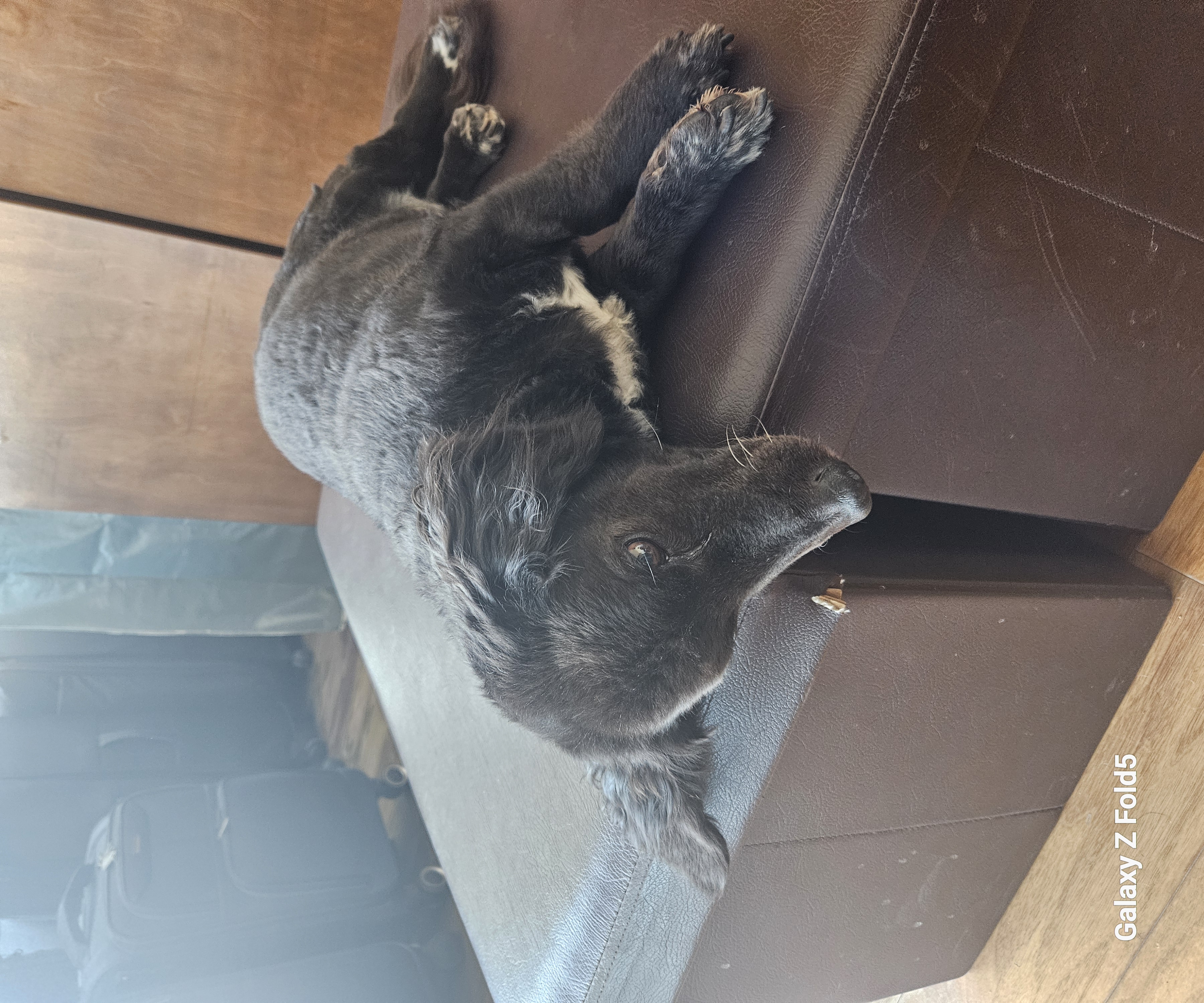 Foto de Paco con microchip 990000012832990