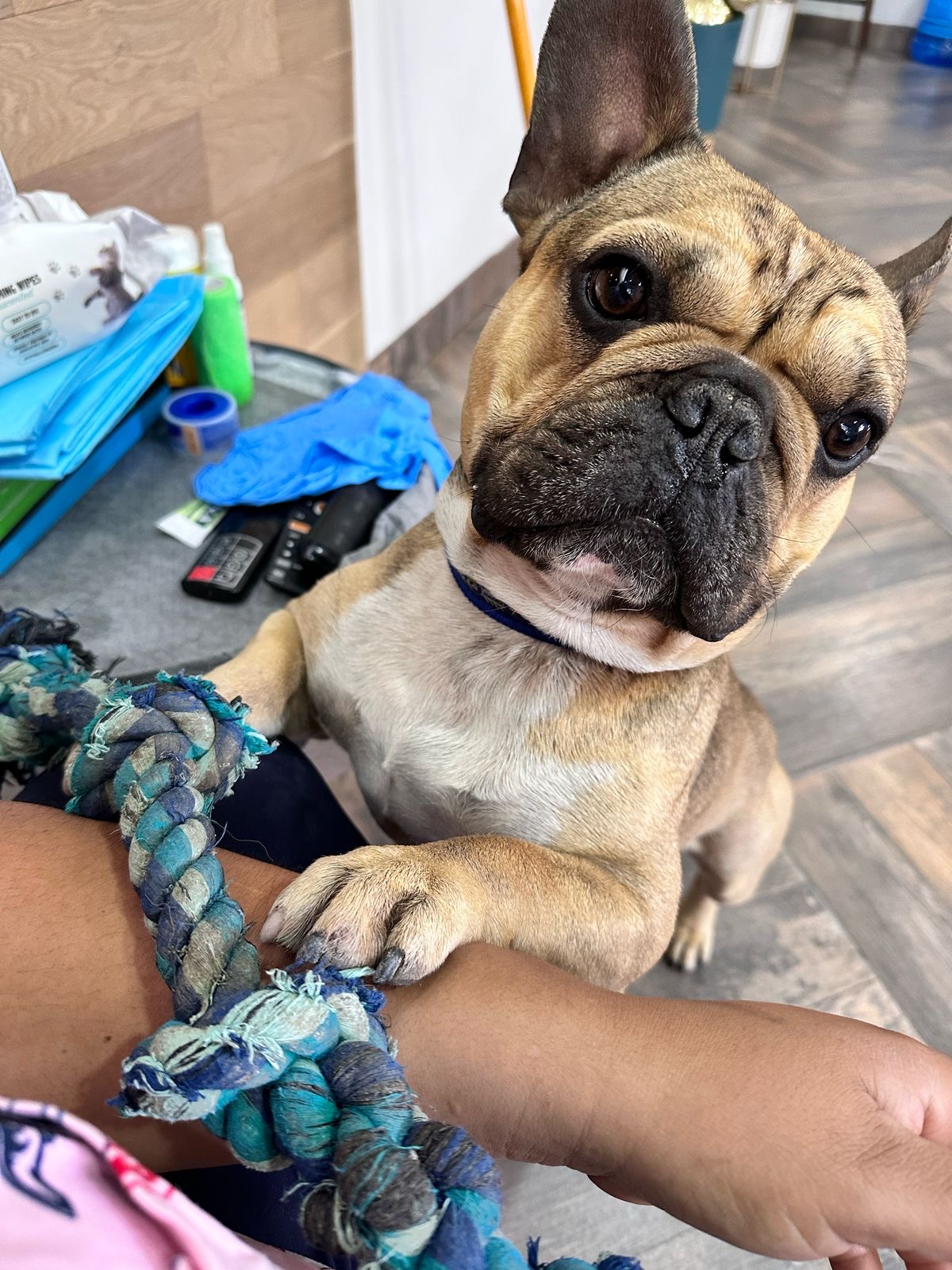 Foto de GORDO con microchip 990000012838010