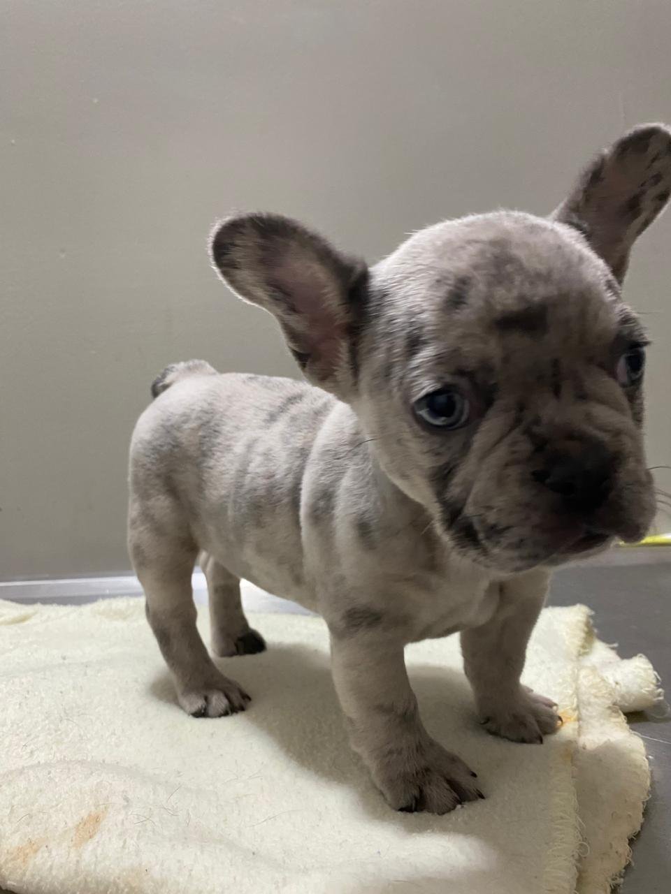 Foto de MARIMAR con microchip 990000012841821