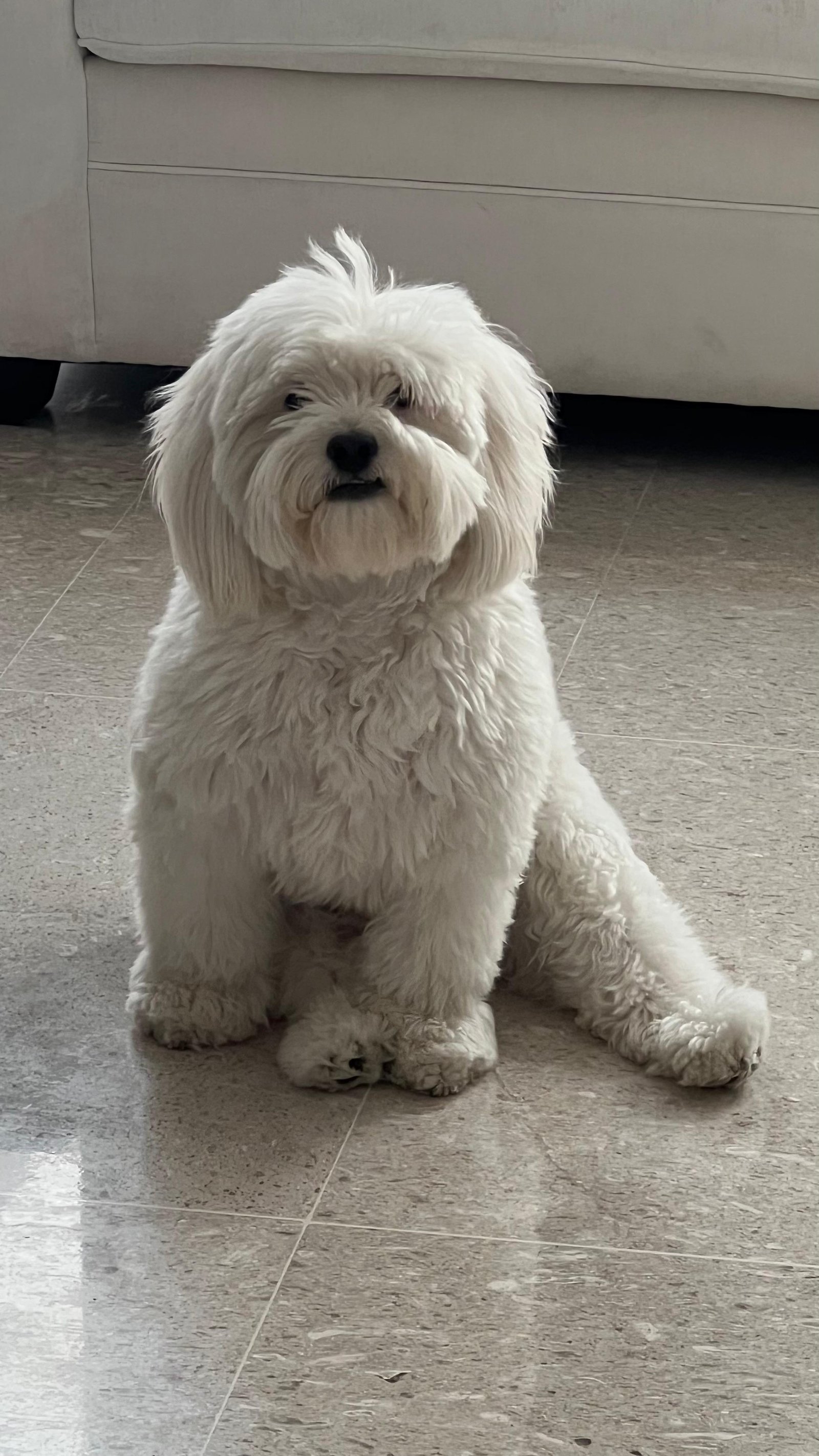 Foto de Tommy con microchip 990000012836596