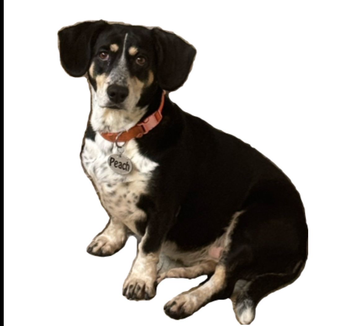 Foto de Peach con microchip 990000014163423