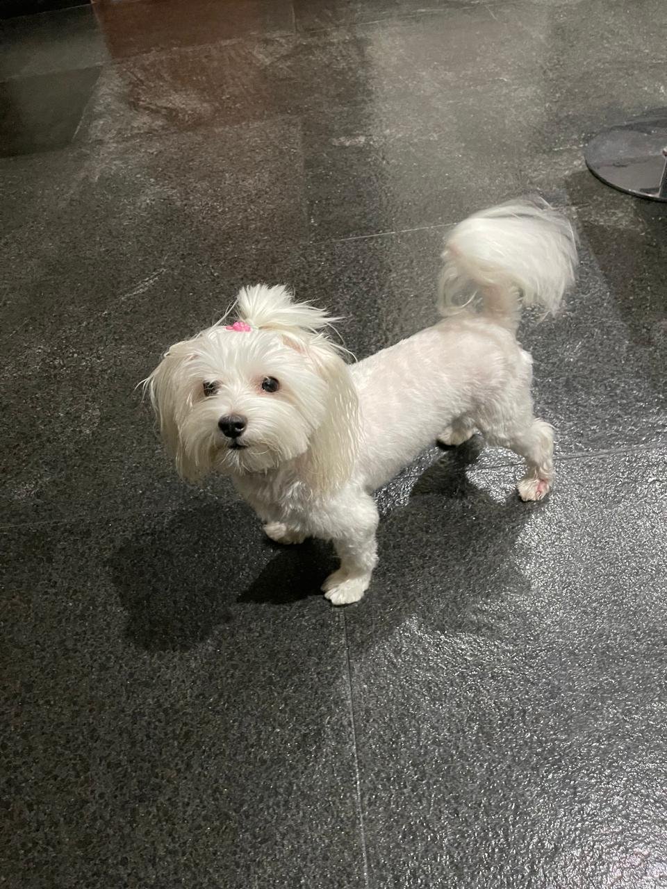Foto de Snow con microchip 990000012841227