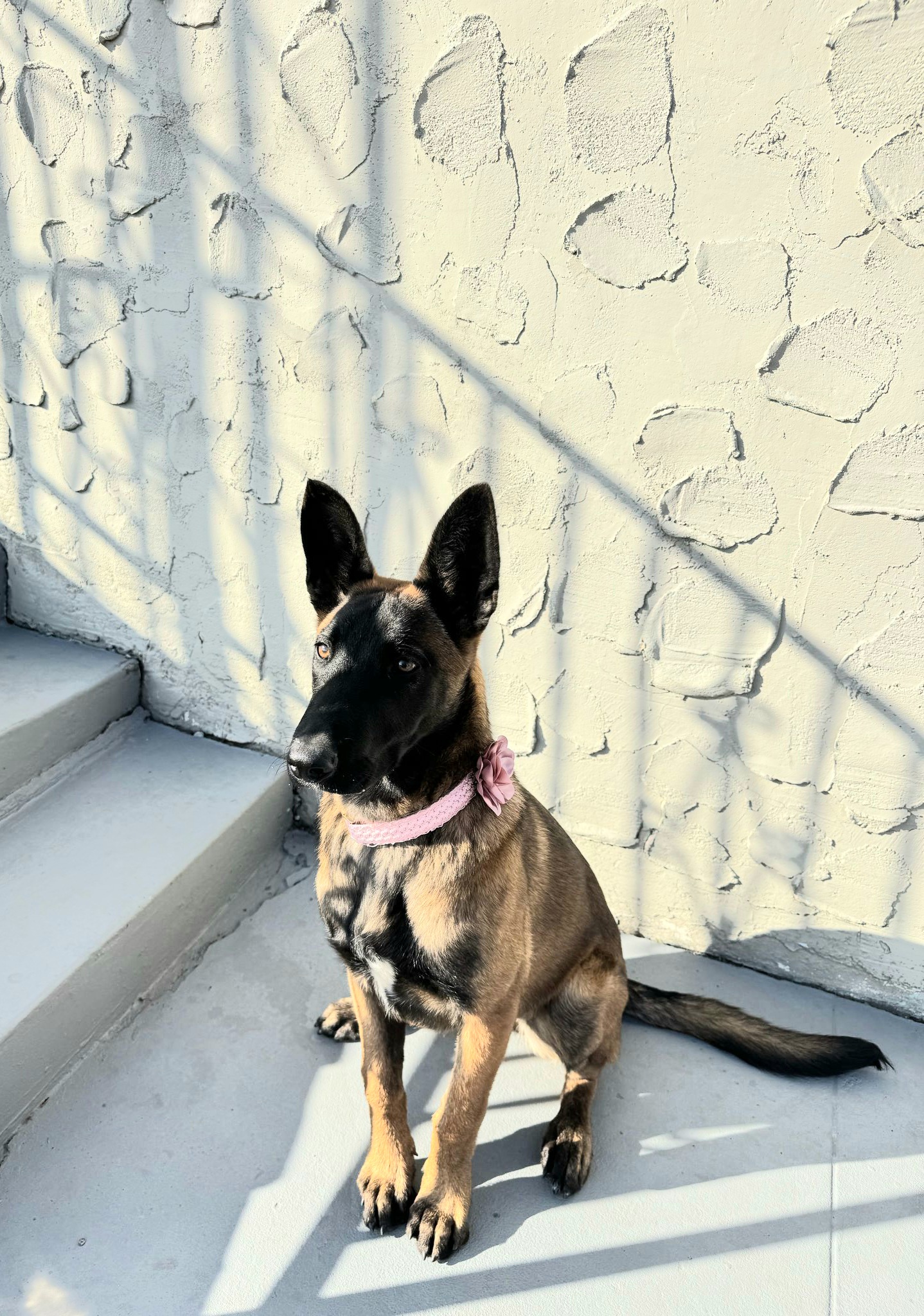 Foto de Geyca con microchip 990000012823853