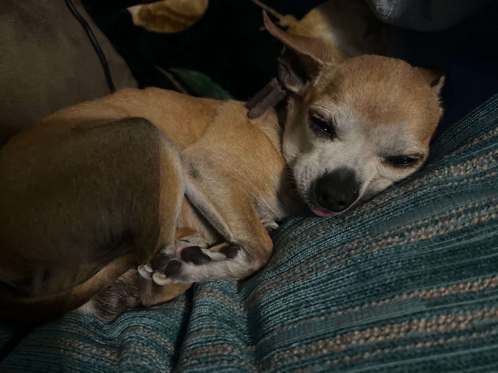 Foto de Rigby con microchip 990000012839086