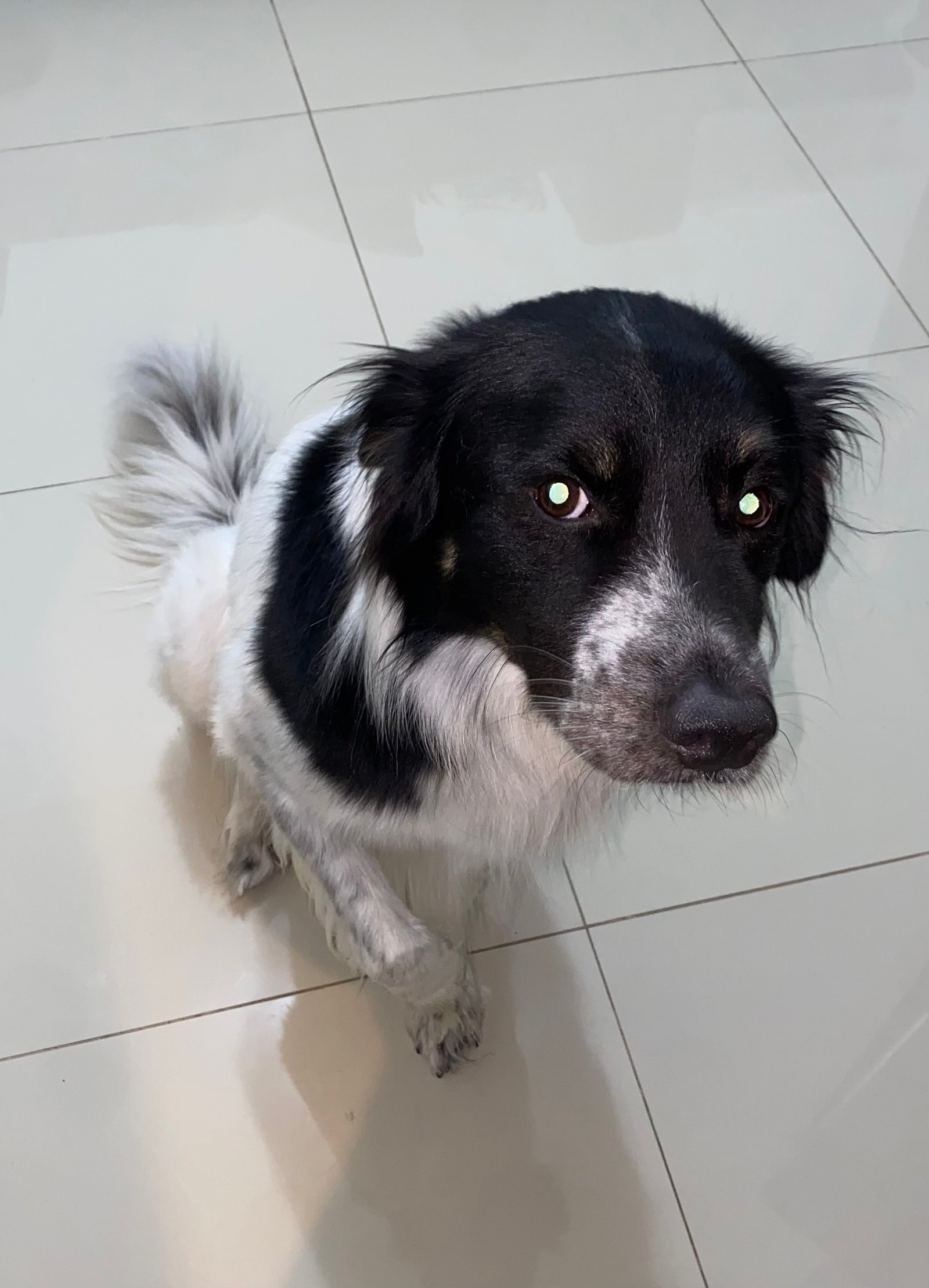 Foto de sabino con microchip 990000012835290