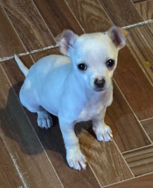 Foto de Tilin Campana con microchip 990000012836264