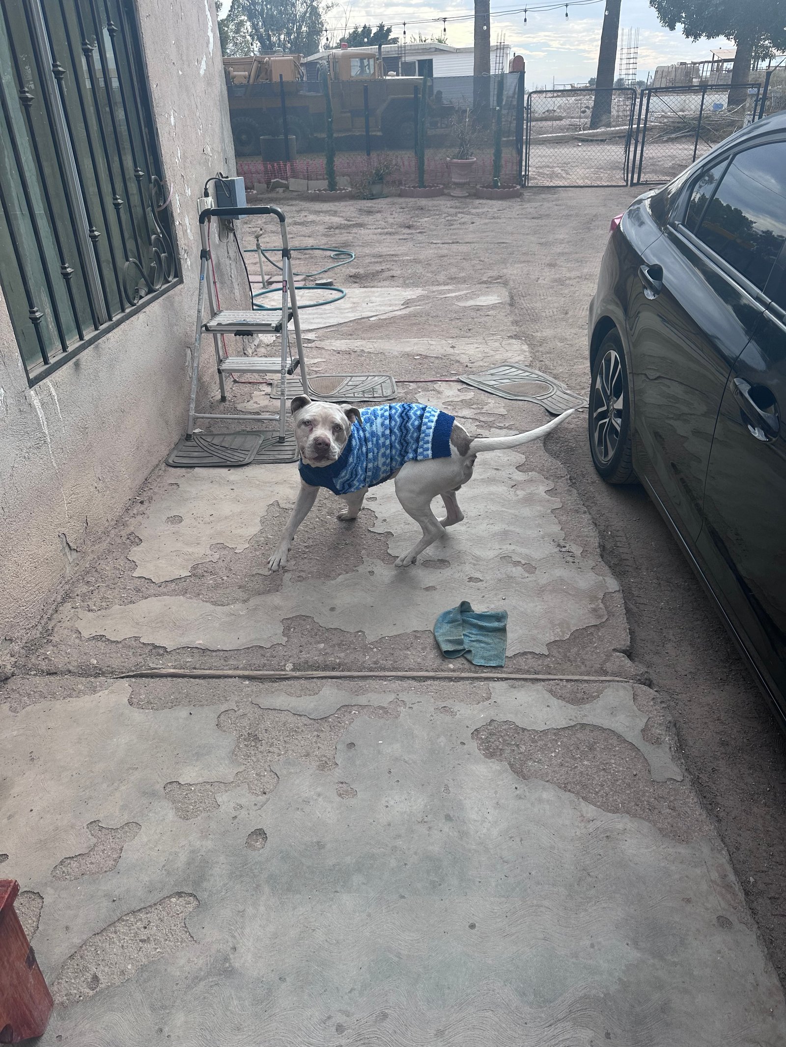 Foto de Dante con microchip 990000012843206