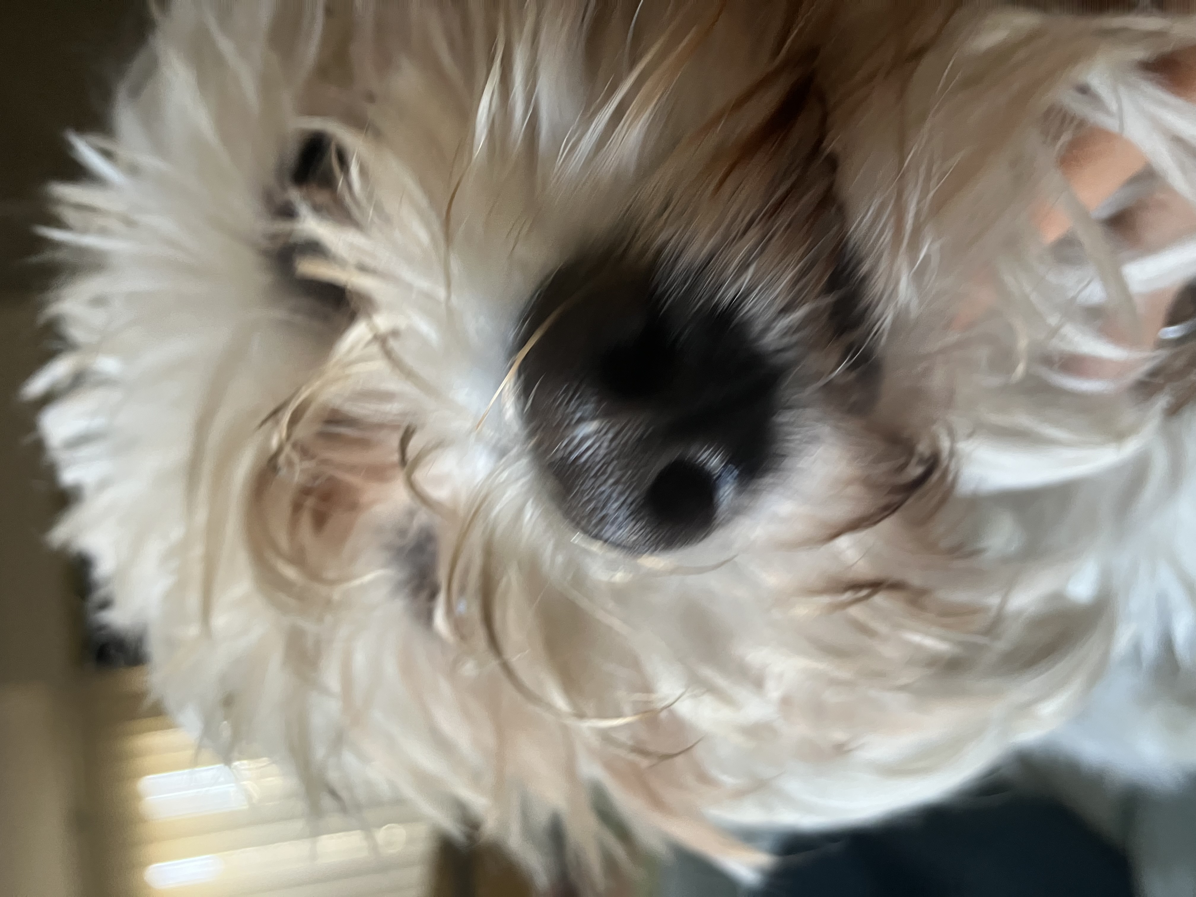 Foto de Claire con microchip 990000014162294