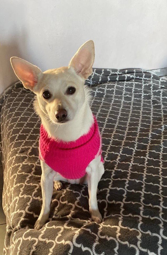 Foto de Lola con microchip 990000012843474