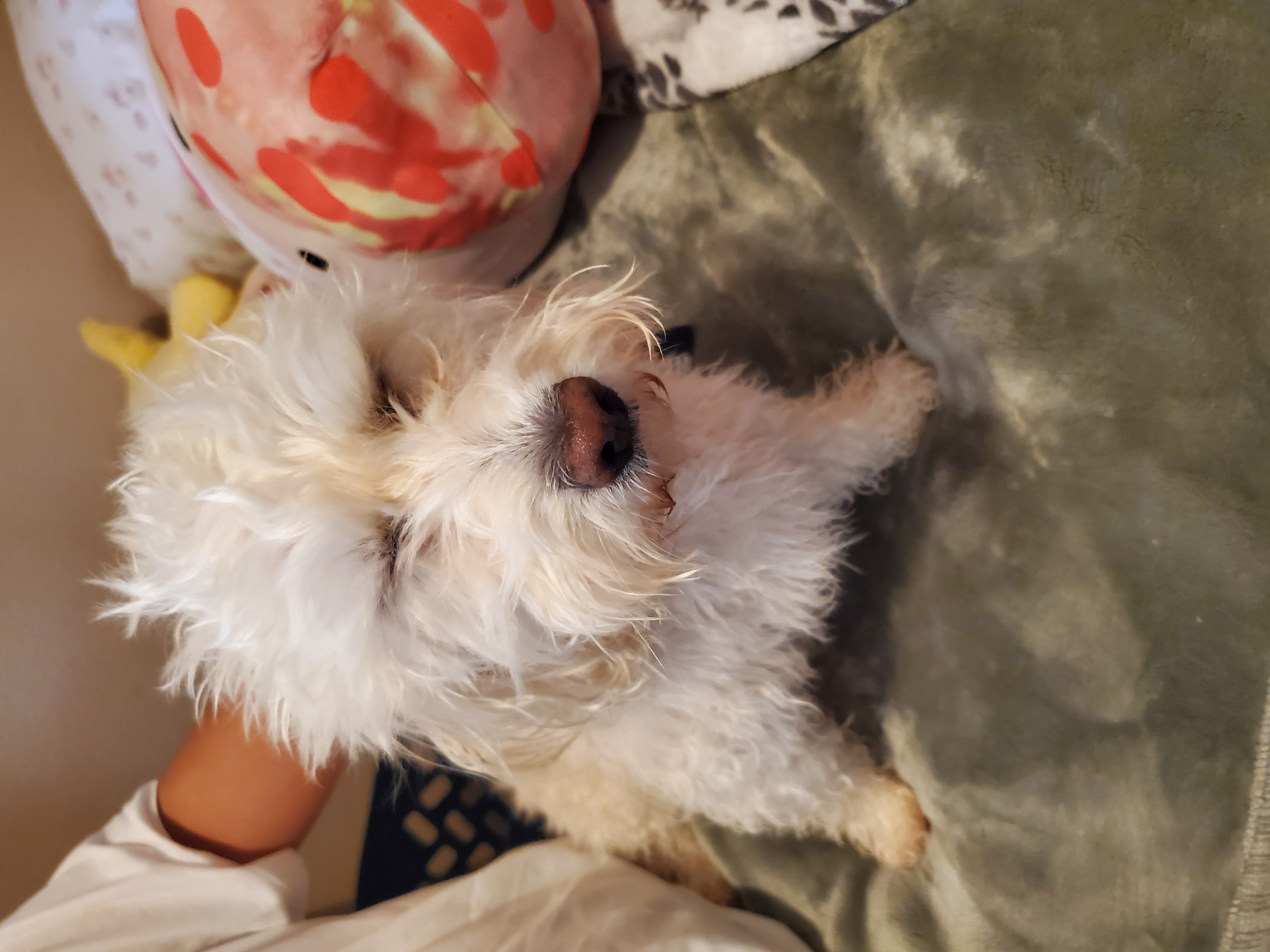 Foto de Beba con microchip 990000012844619