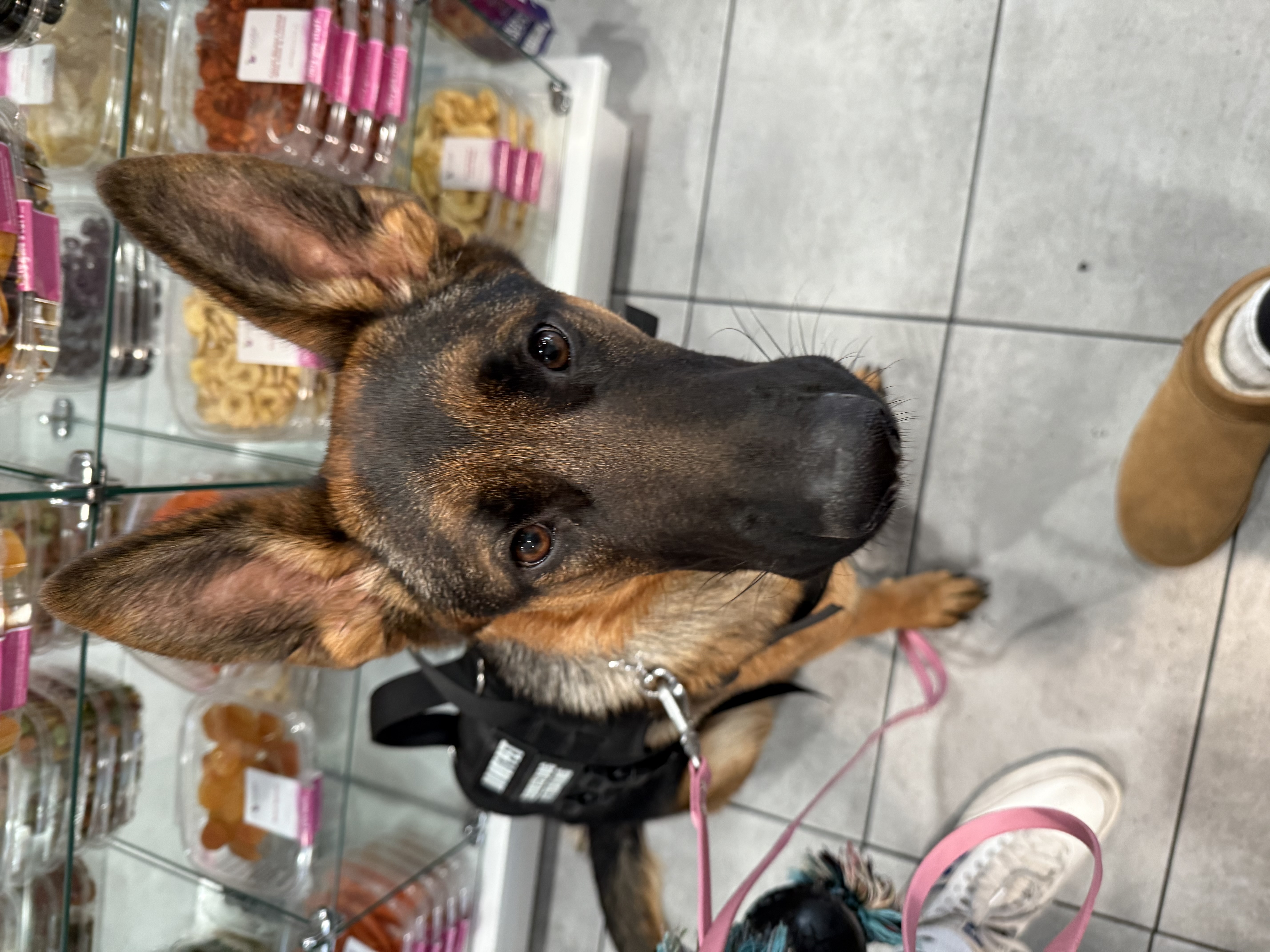 Foto de Sugar con microchip 990000012823754