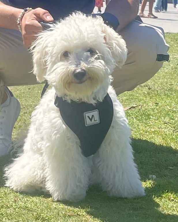 Foto de Tobey con microchip 990000012835464