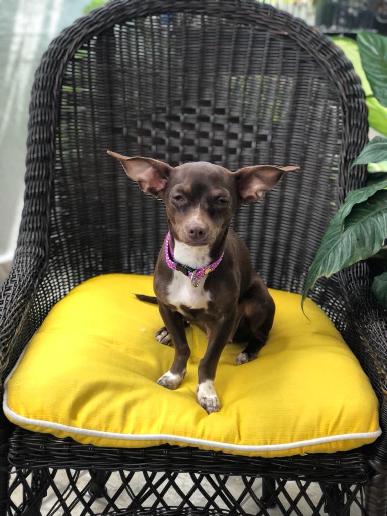 Foto de Lya con microchip 990000012835004