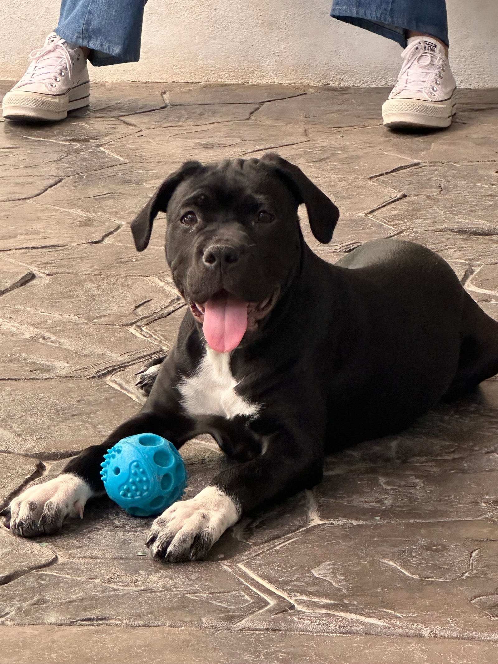 Foto de Gigi con microchip 990000014162153
