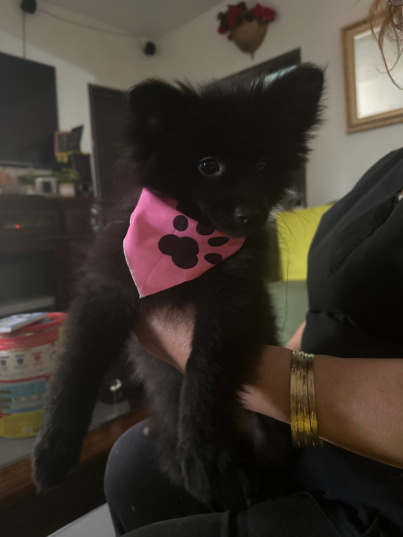 Foto de Lucresia con microchip 990000012843407