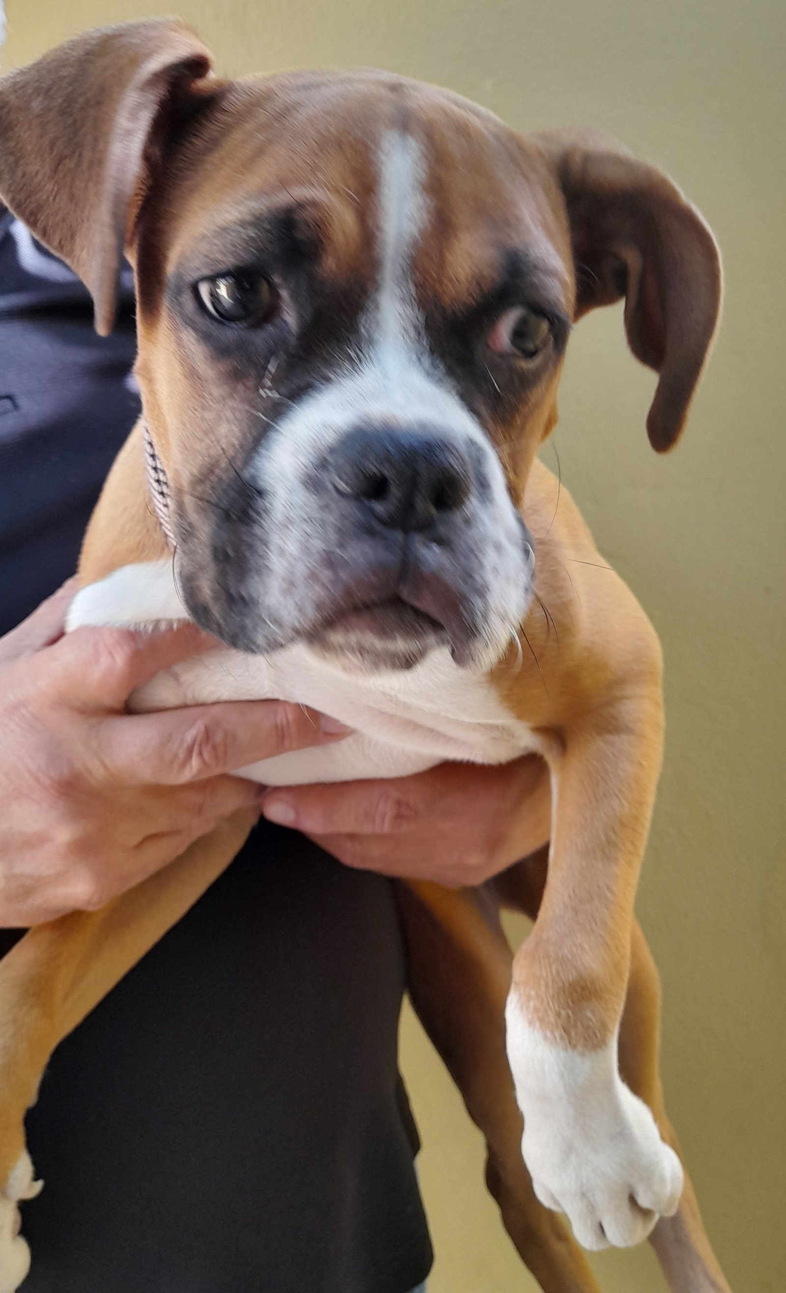 Foto de MOYITA con microchip 990000012841655