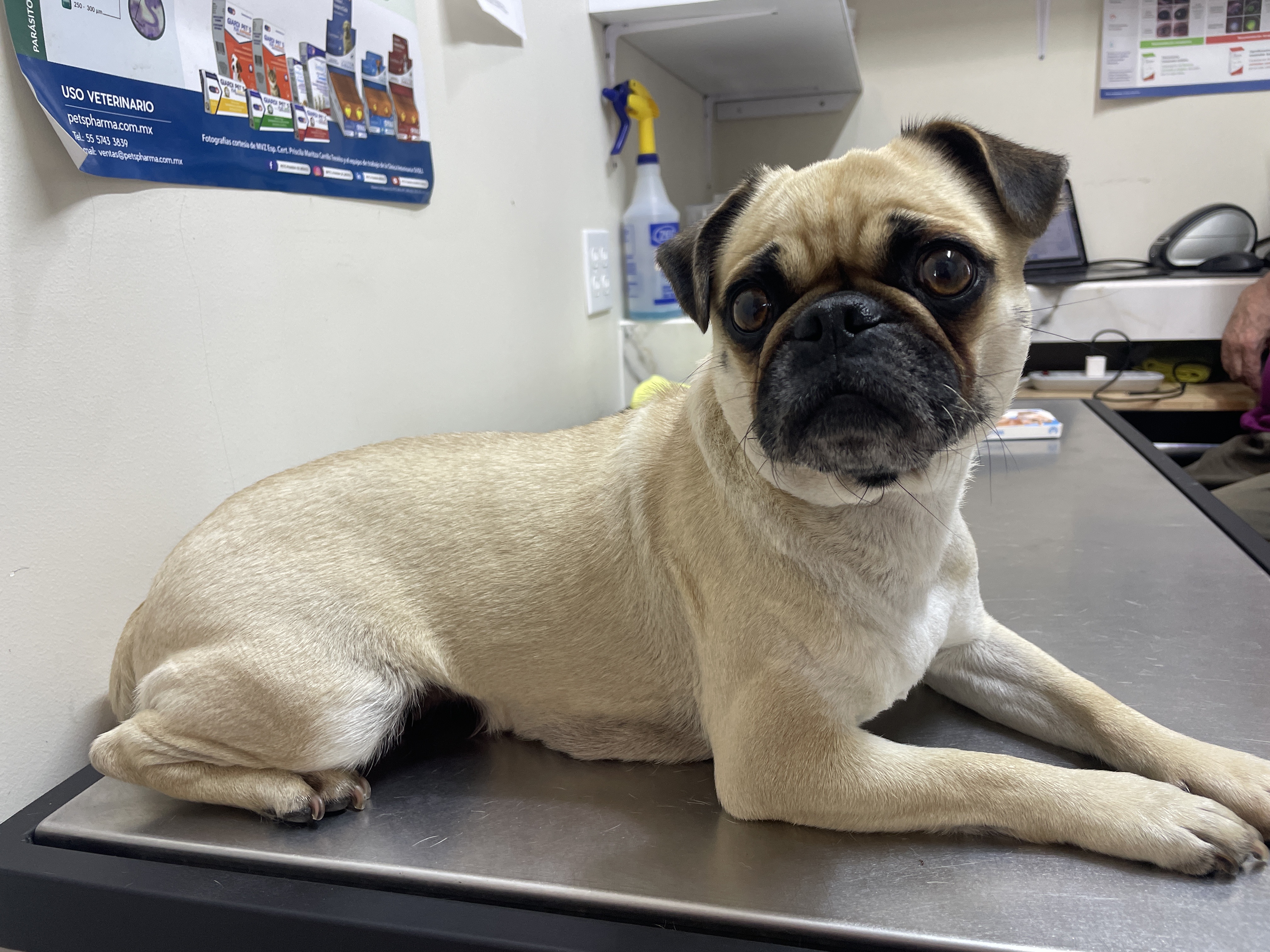 Foto de Chula con microchip 990000012824633