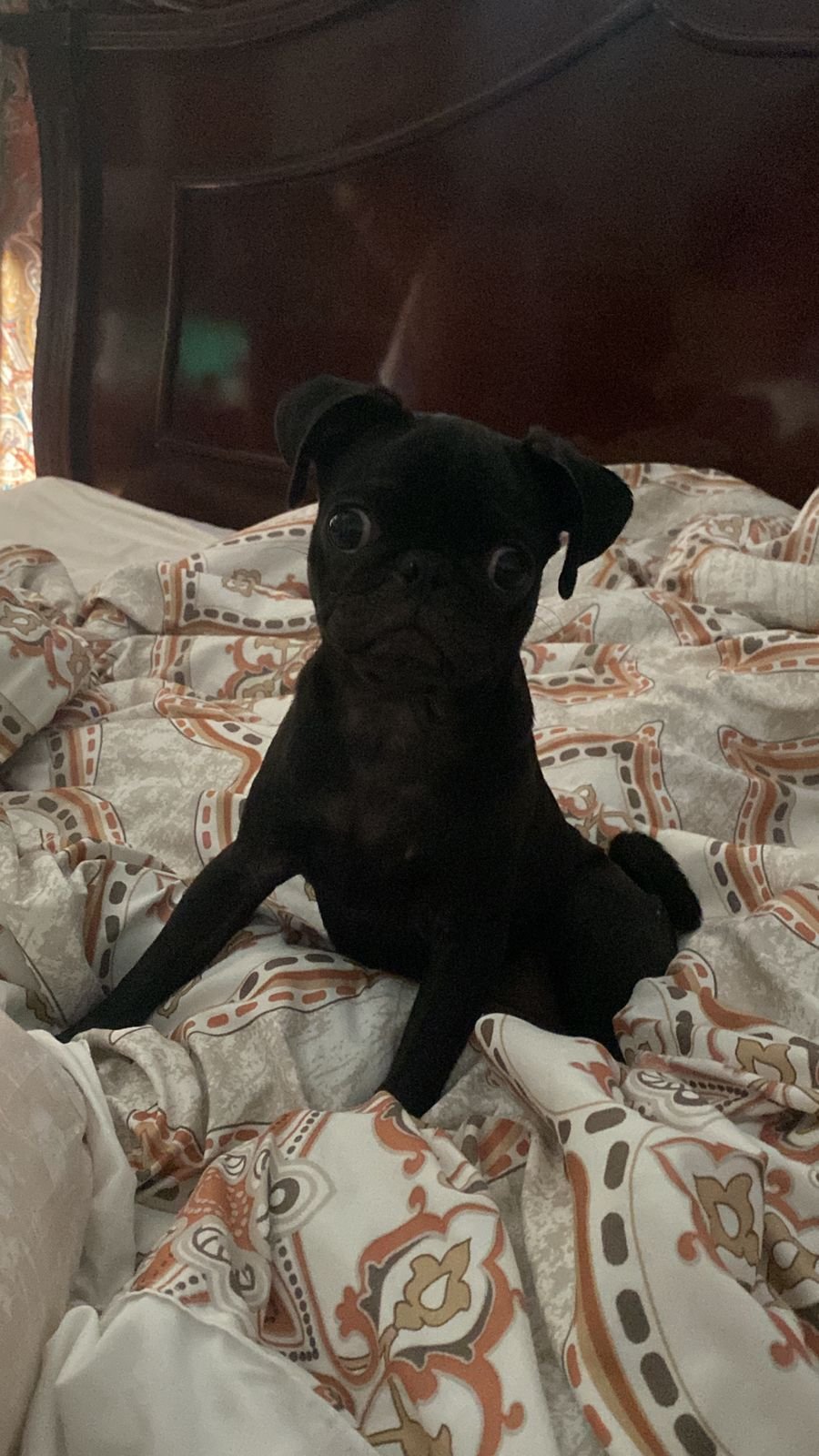 Foto de Luna con microchip 990000012835282