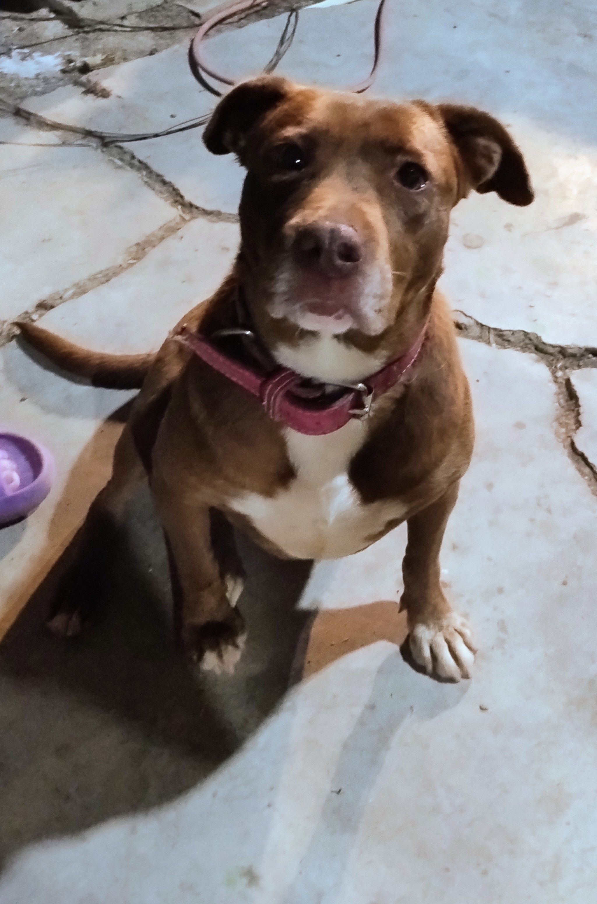 Foto de Nala con microchip 990000012849509