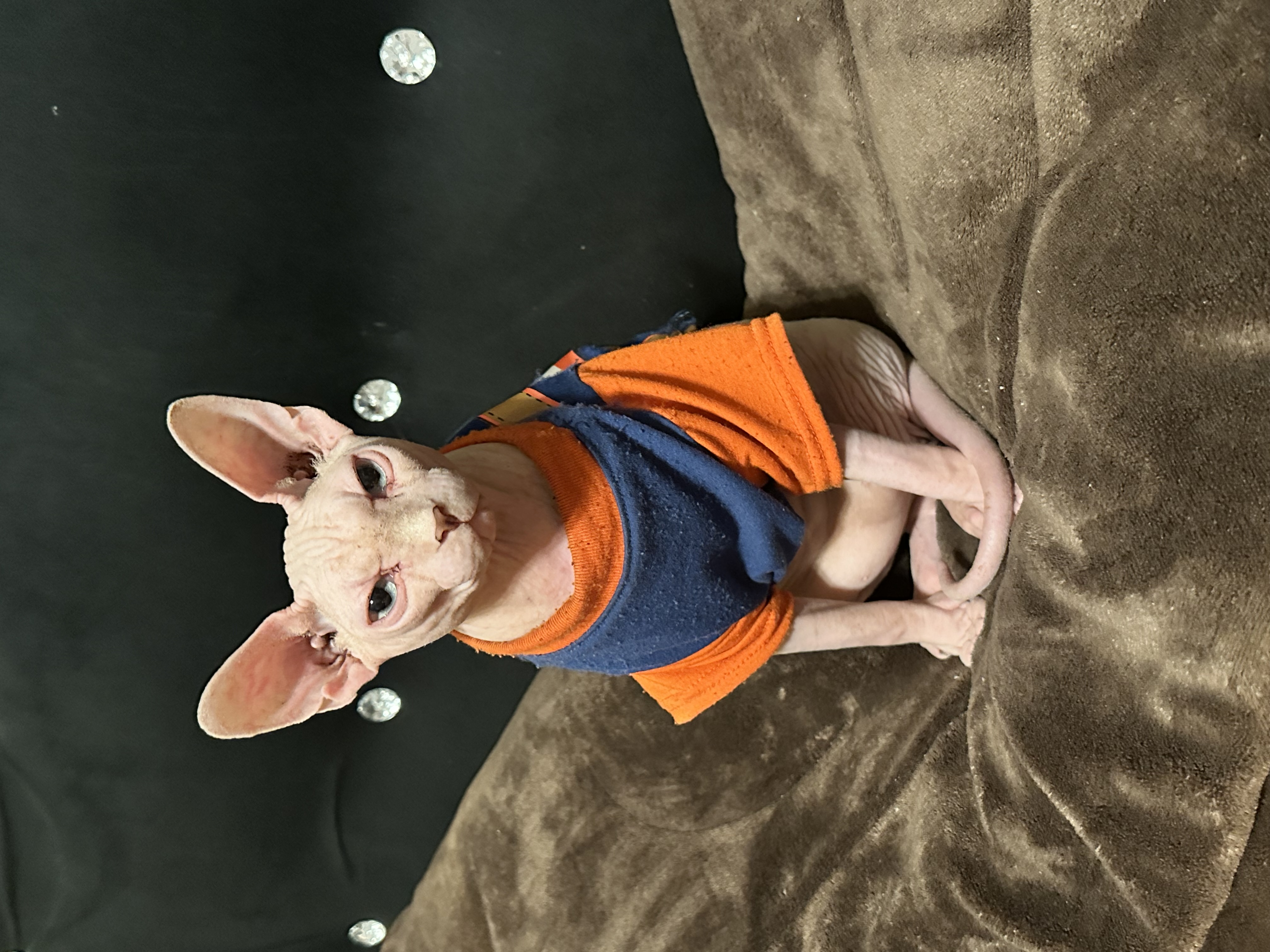 Foto de Pato Gomez con microchip 990000014164605
