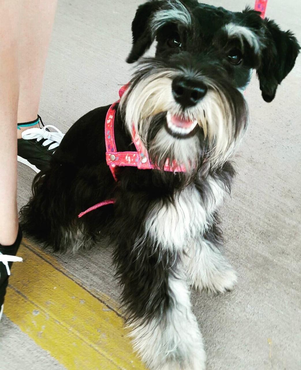Foto de Nina con microchip 990000012841802