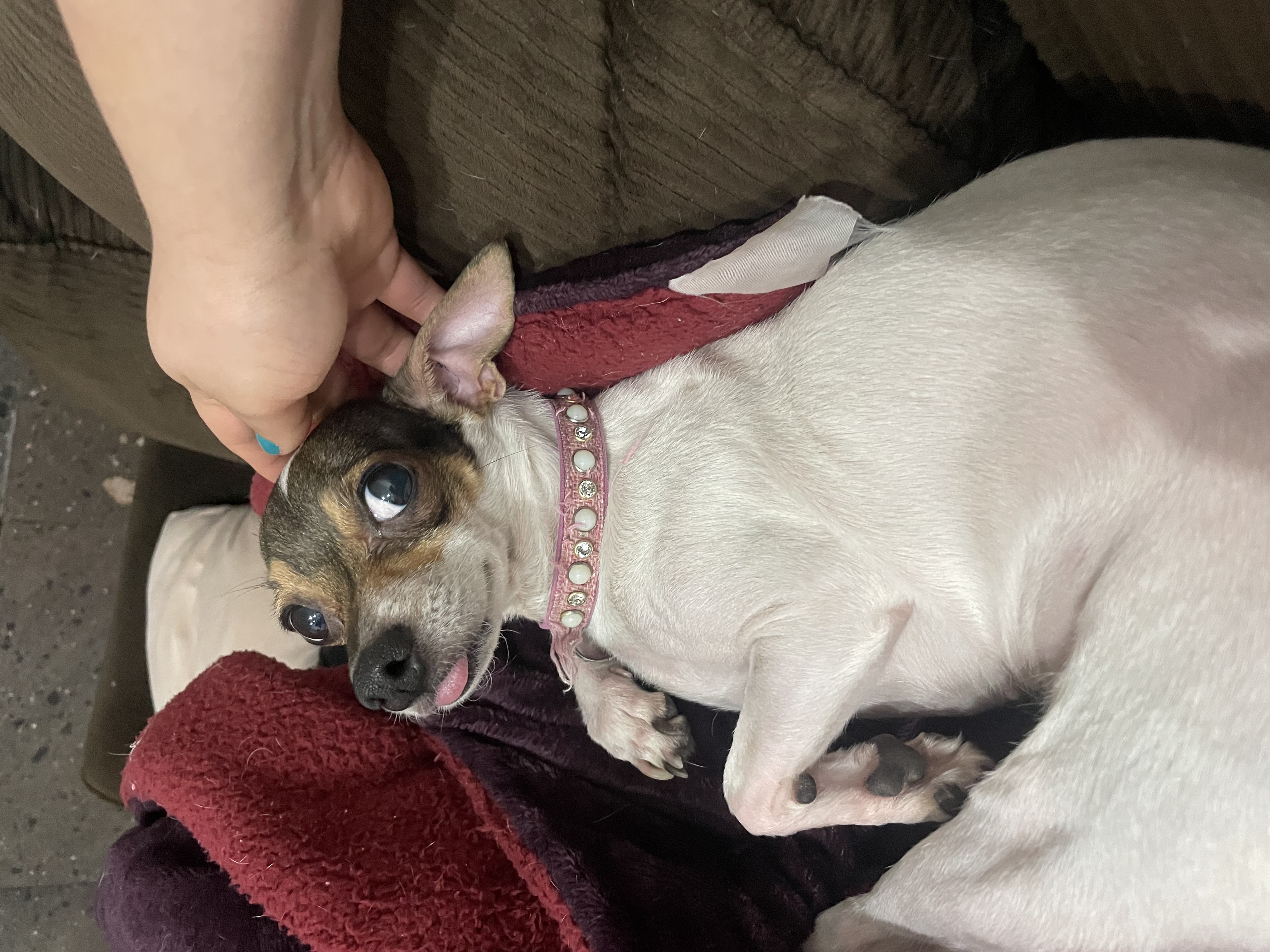 Foto de Luna con microchip 990000012837334