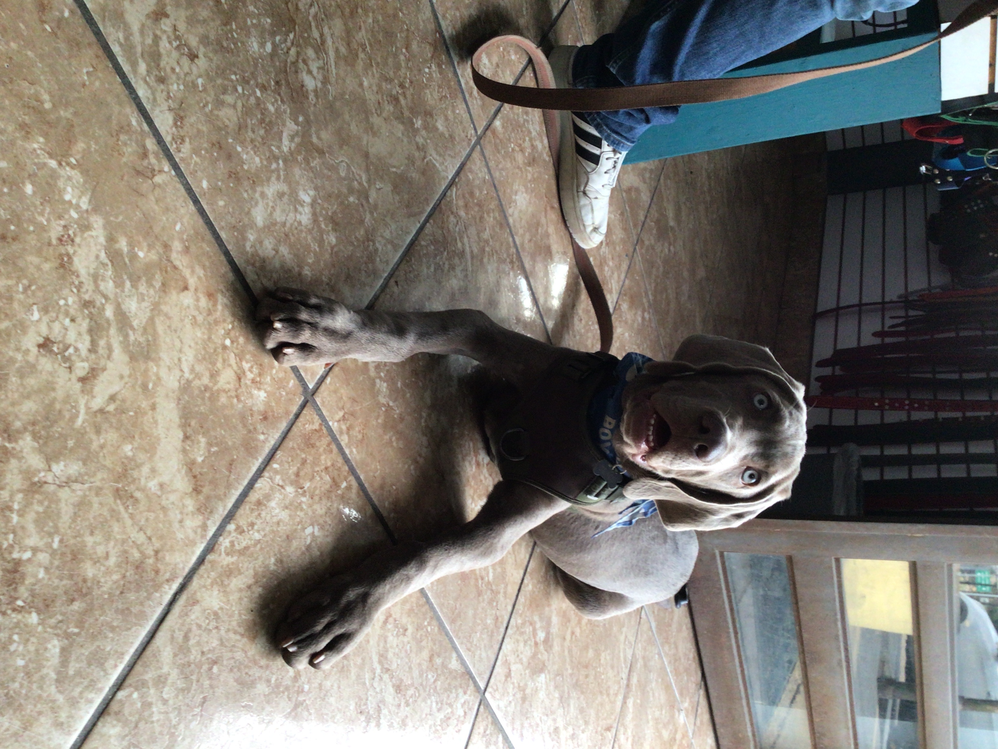 Foto de Draco con microchip 990000012837039