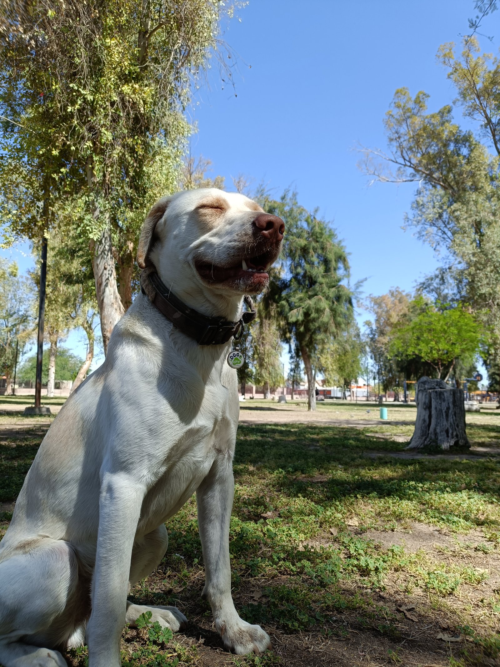 Foto de Logan con microchip 990000012839254