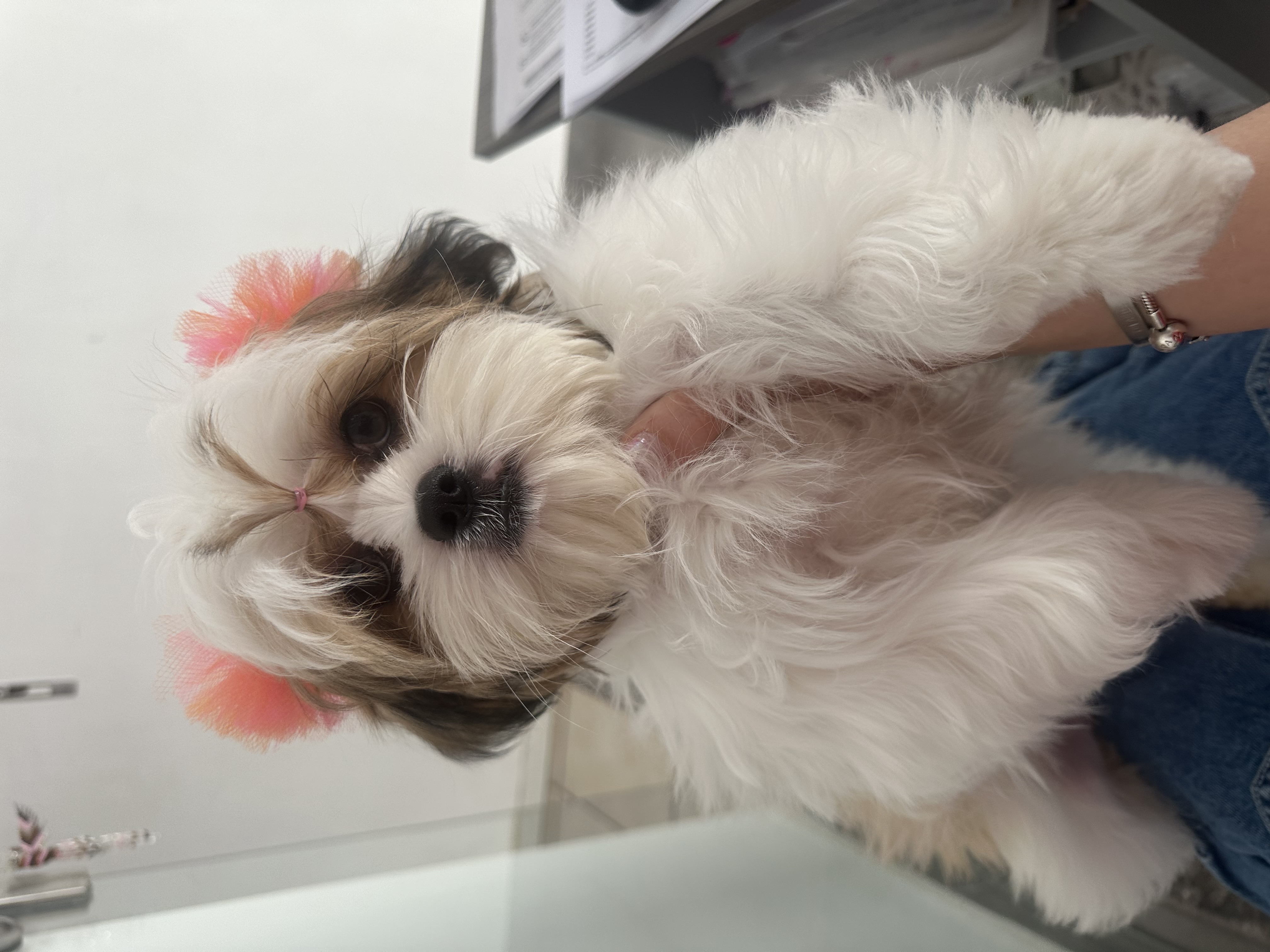 Foto de Sienna con microchip 990000012844263