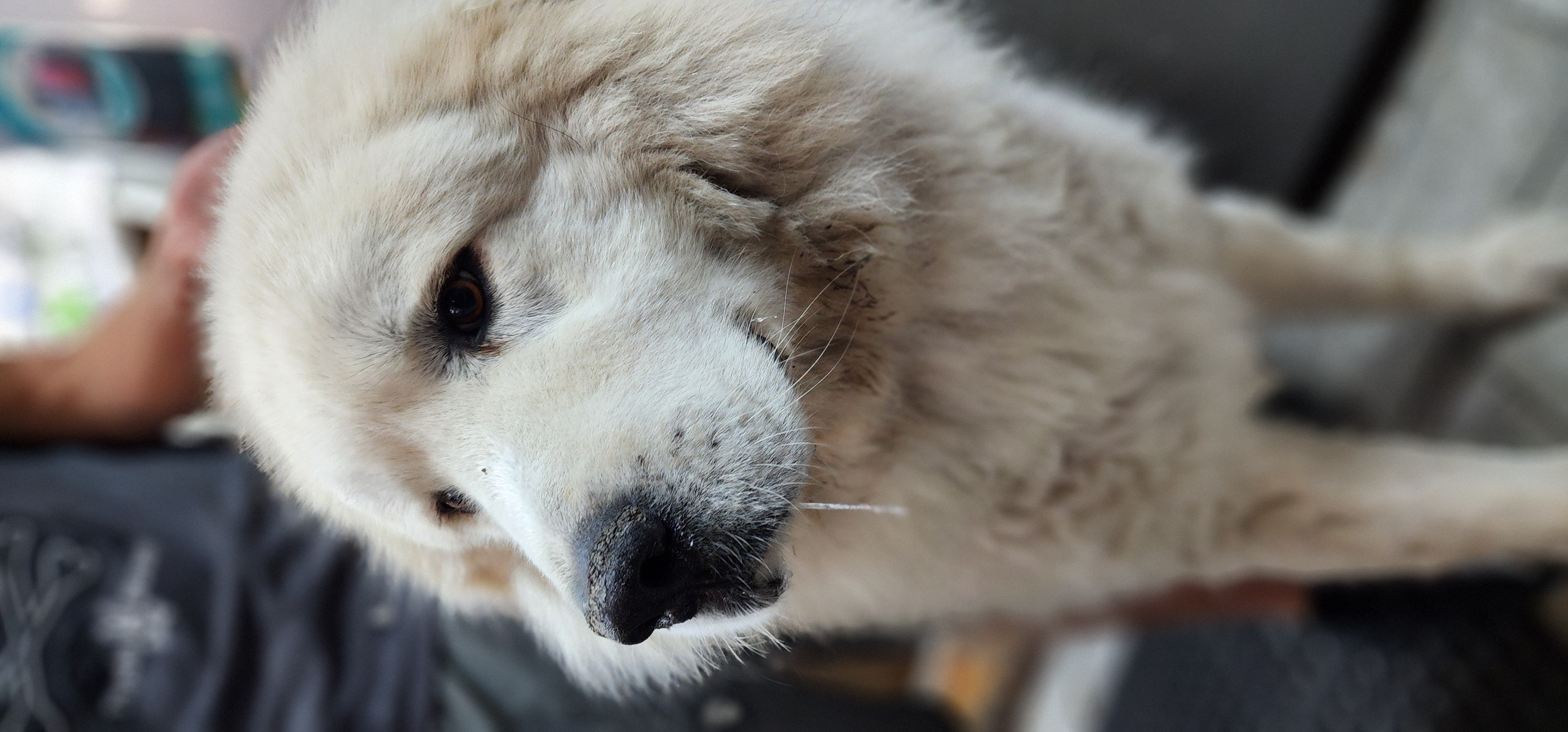 Foto de GHOST con microchip 990000012838516