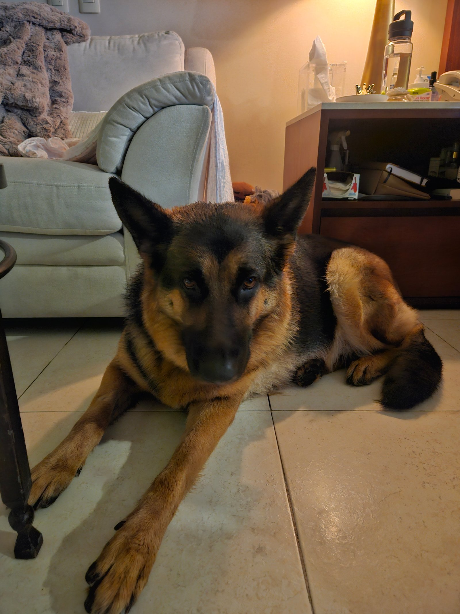 Foto de GALILEA con microchip 990000012837454