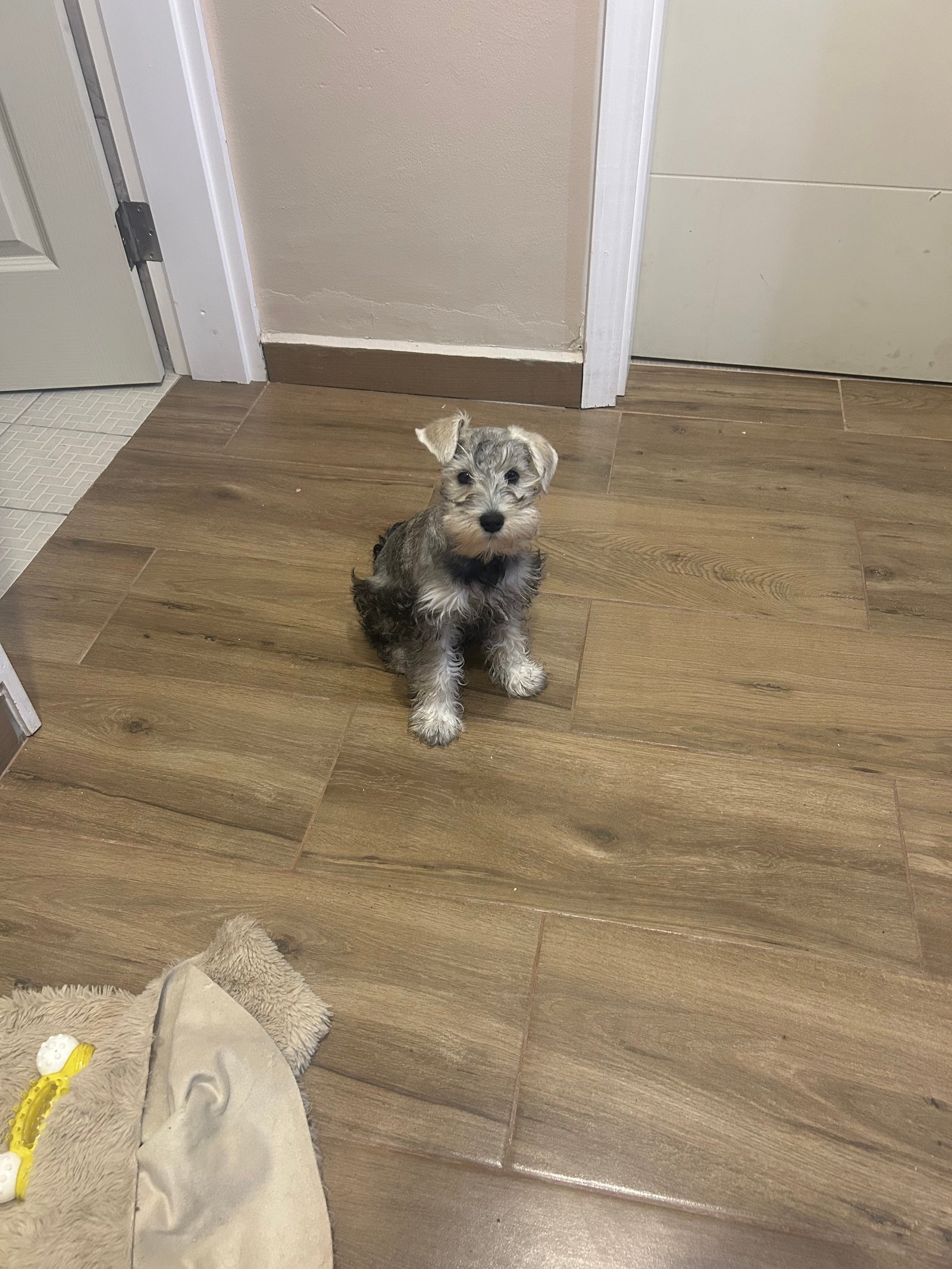 Foto de Niña con microchip 990000012840345
